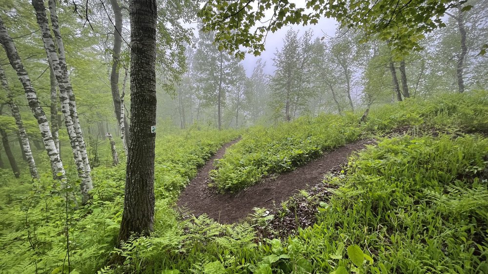 SHT-D3-Foggy Trail.jpeg