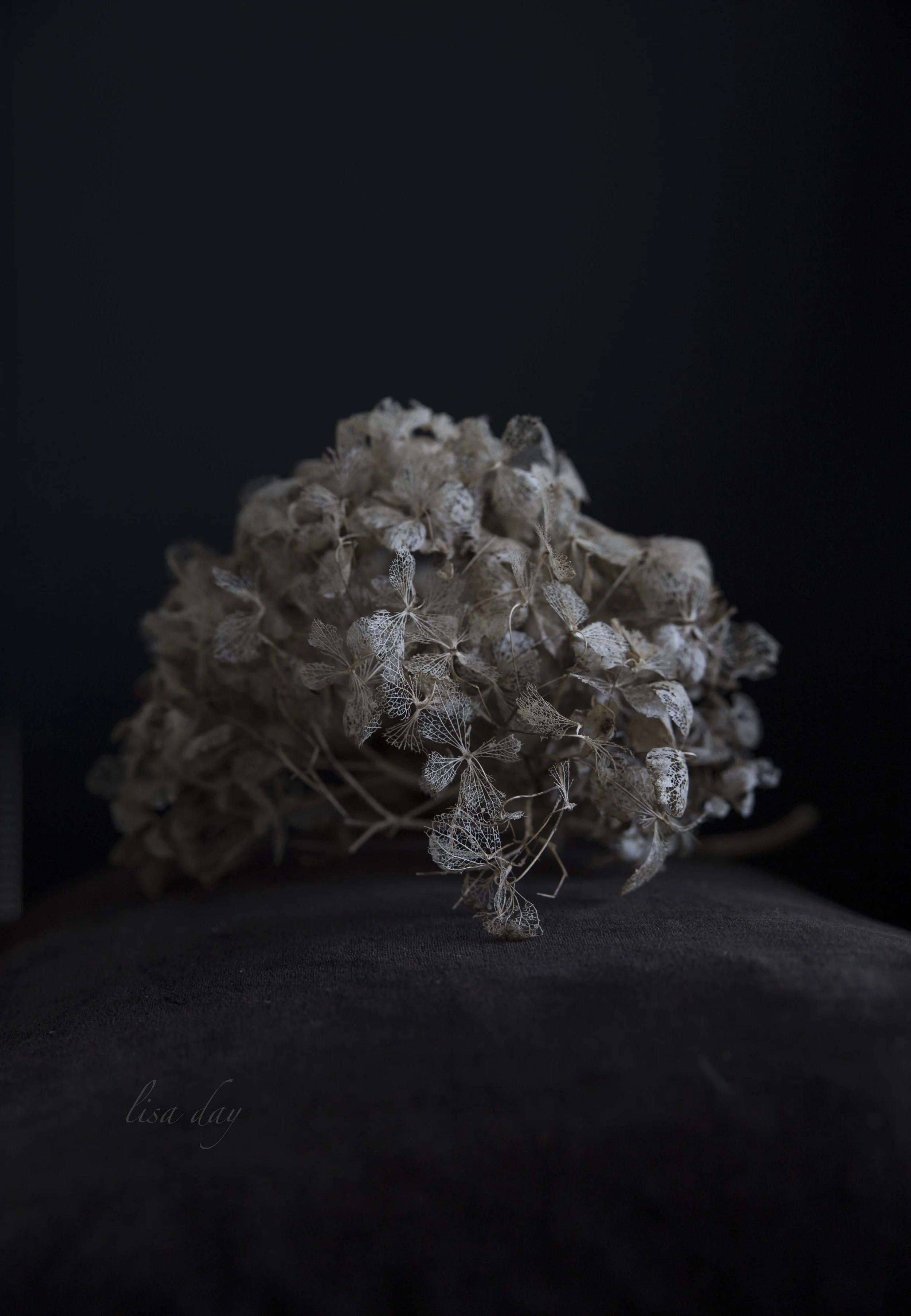 driedhydrangealisaday.jpg