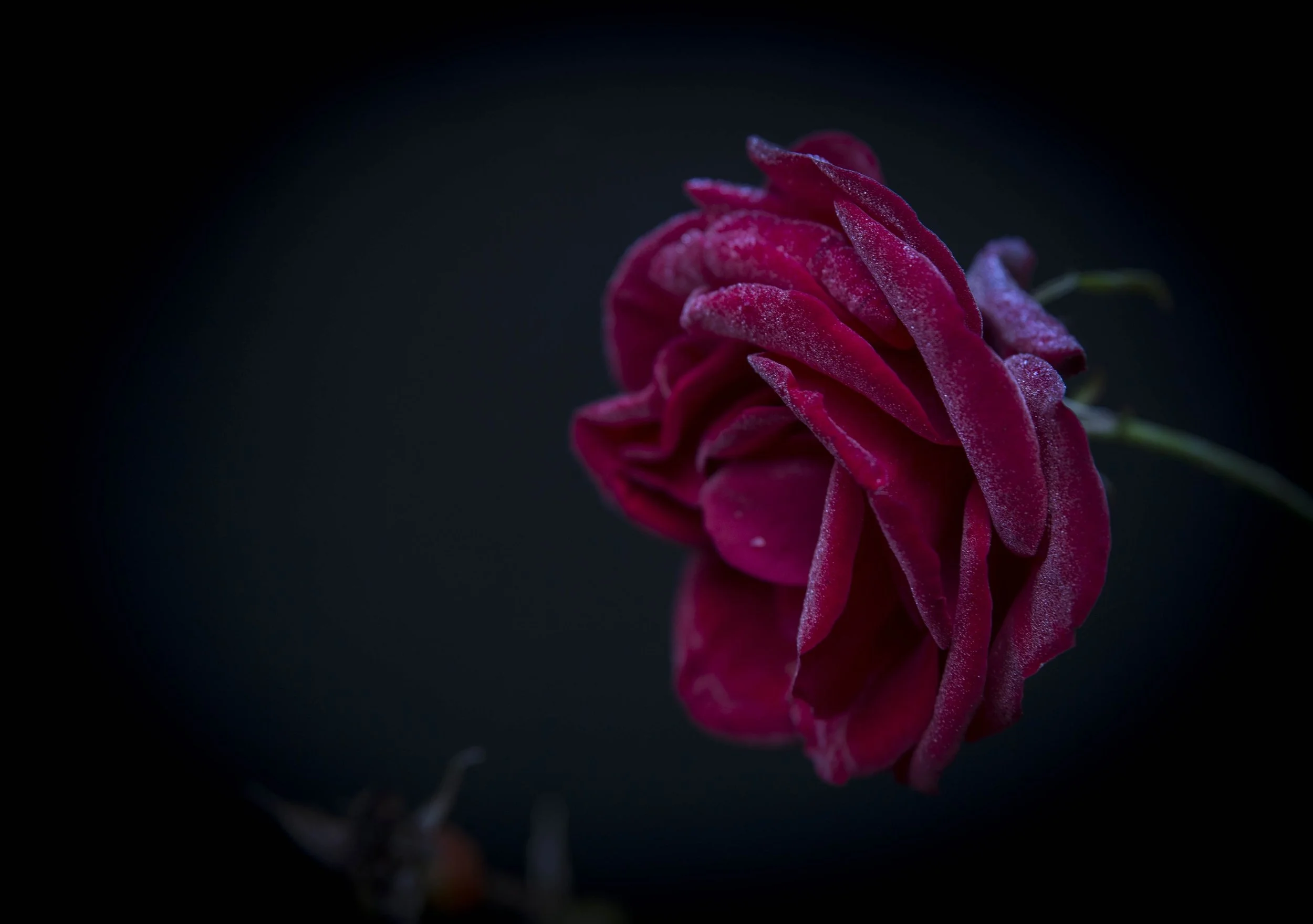 rose.jpg
