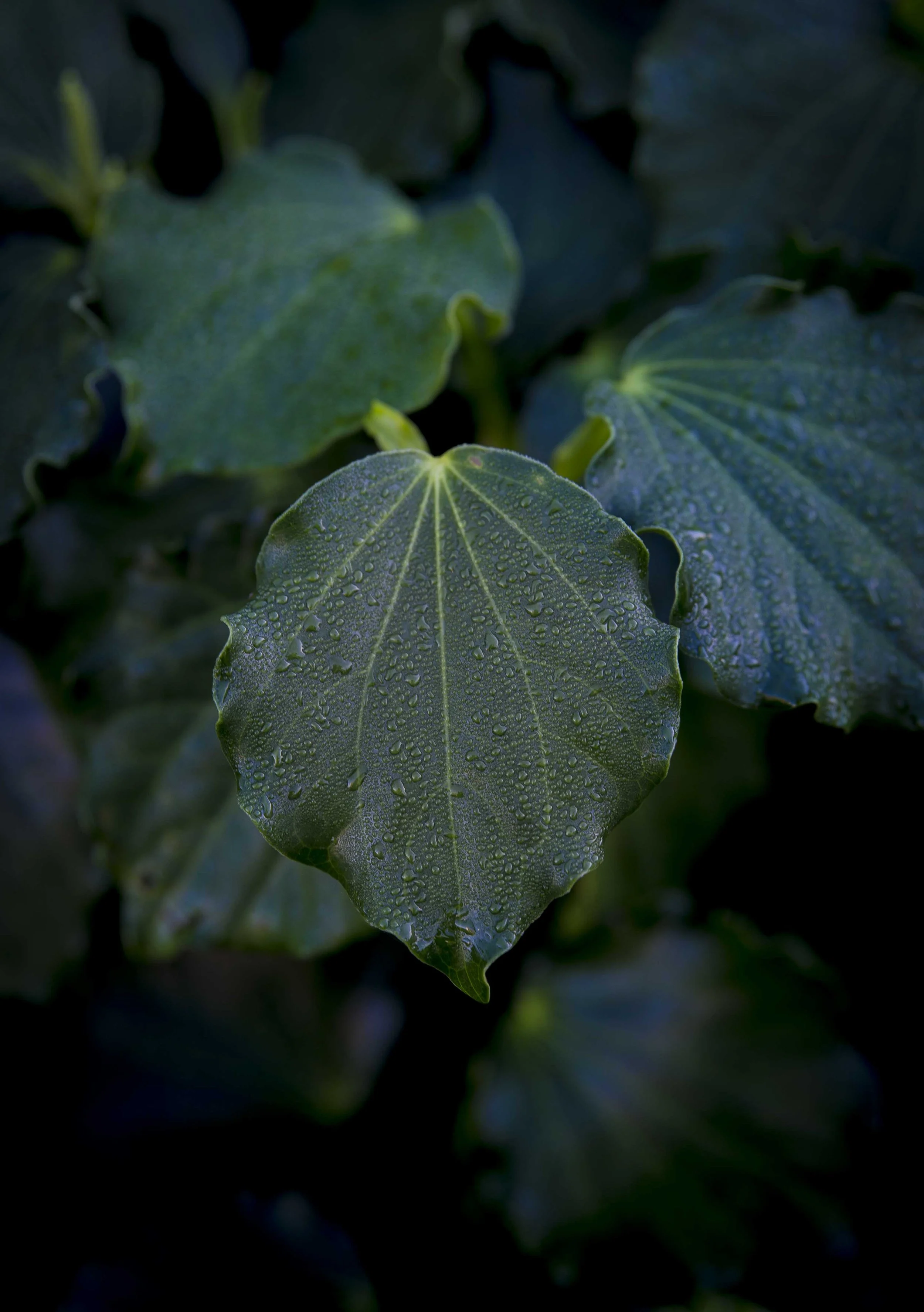 kawakawa.jpg