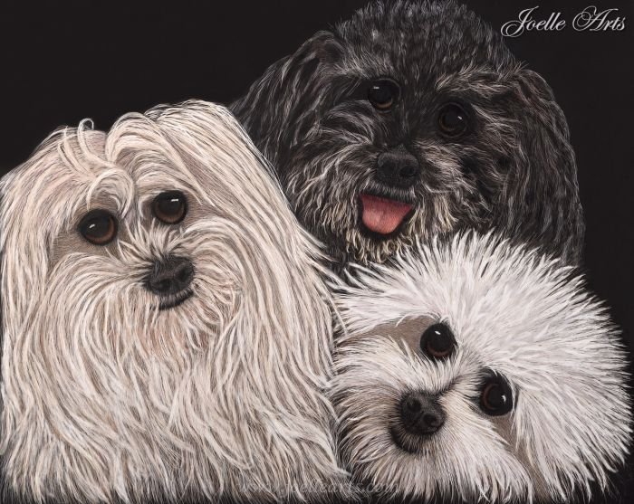 Dog_Ziggy,+Gizmo+and+Coco_wtrmk.jpg