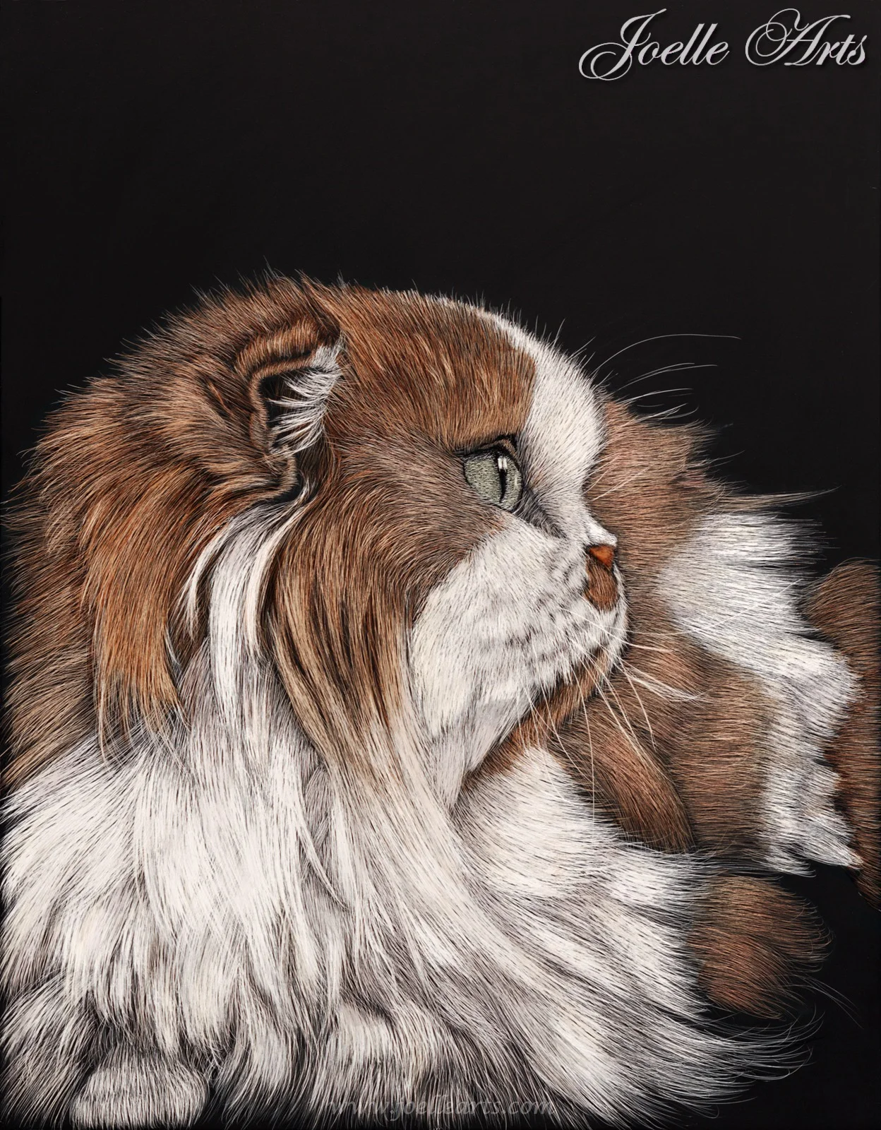 McCarthy - Cat