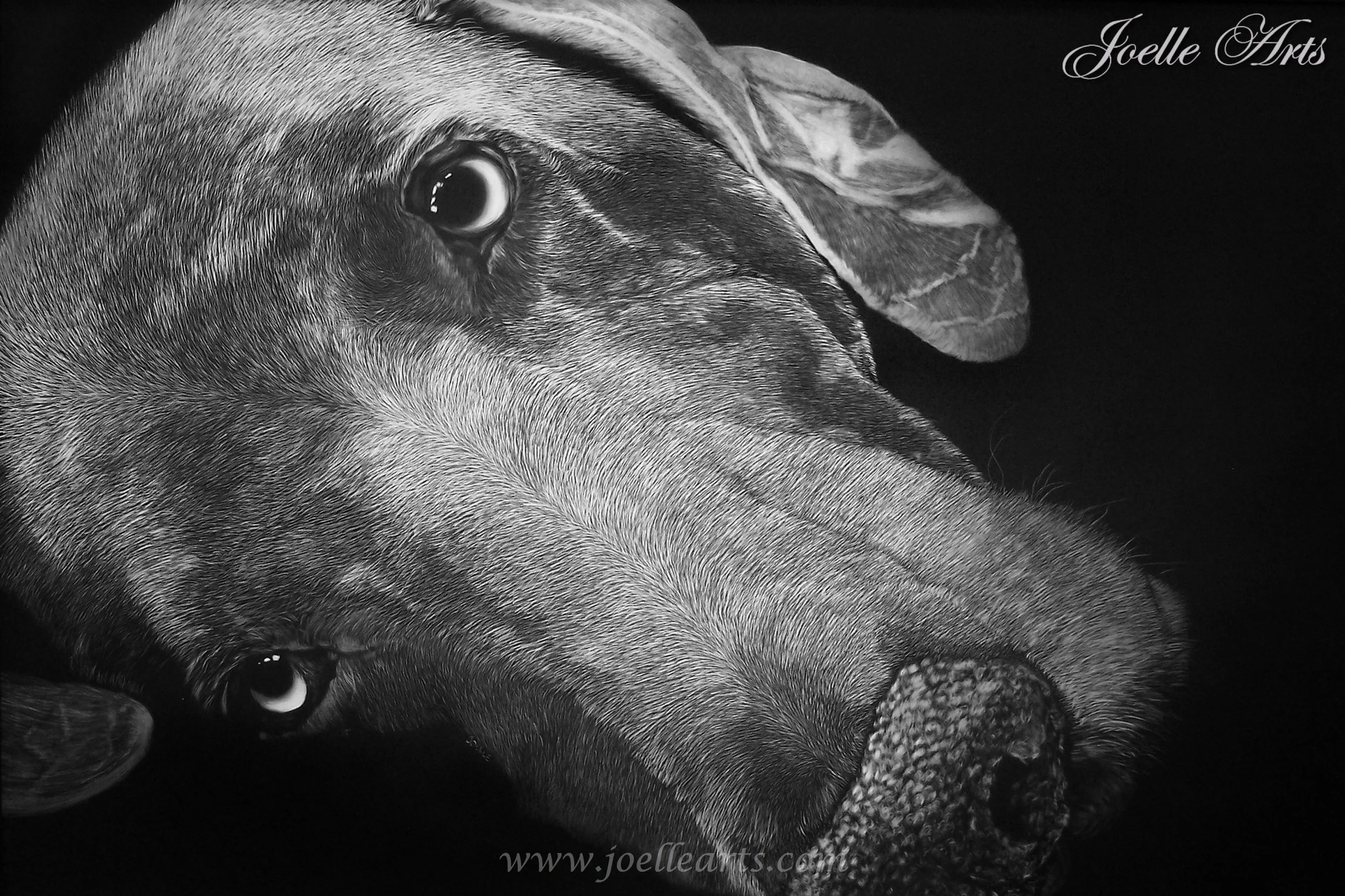 Weimereiner Dog_wtrmk.jpg
