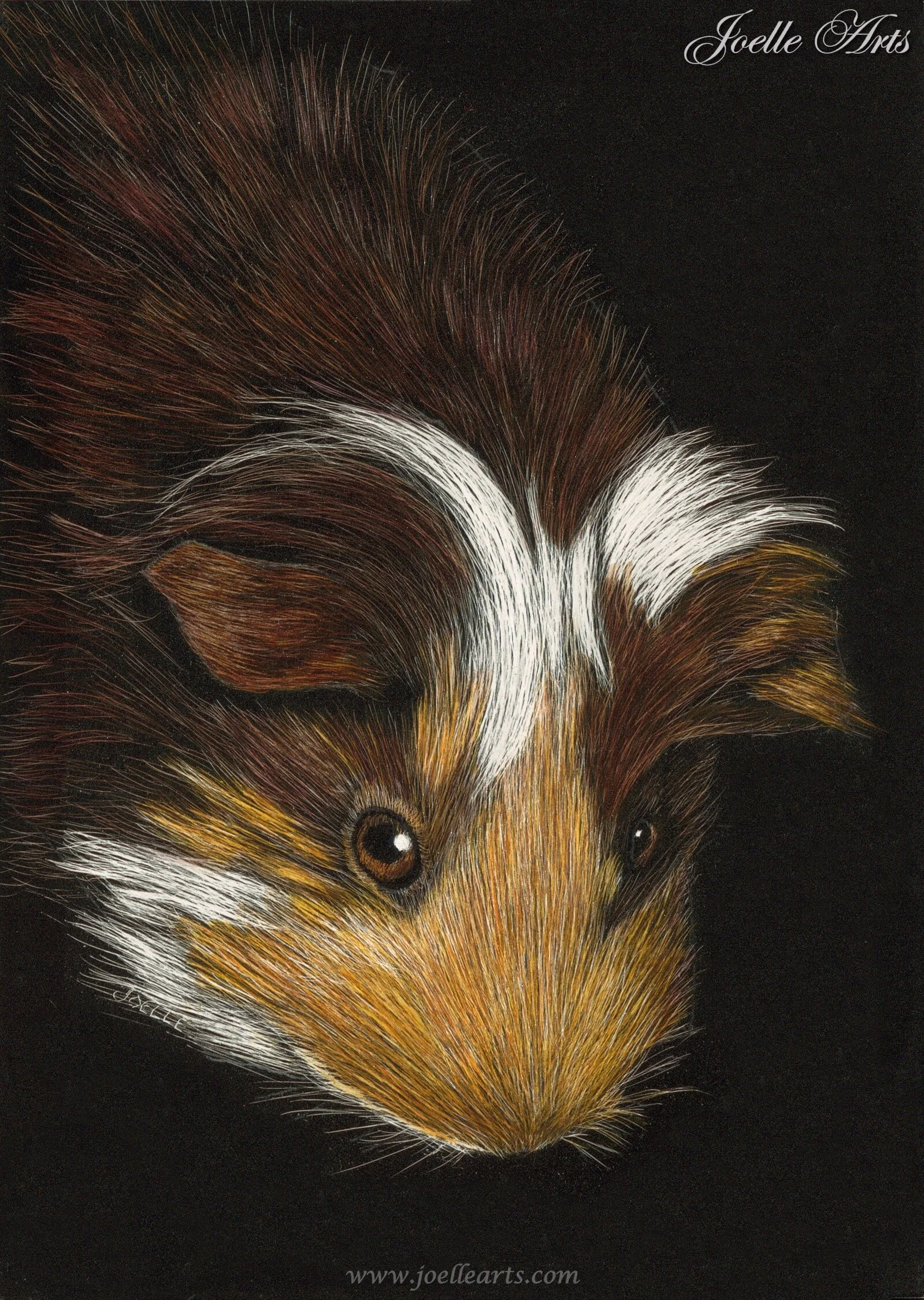 “Miley” The Guinea Pig