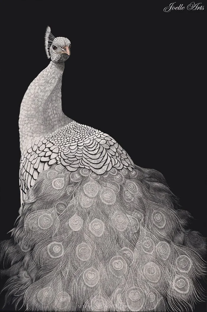 Wildlife_Peacock_wtrmk.jpg