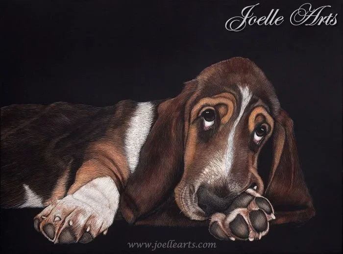 Dog_Basset+Hound_wtrmk.jpg