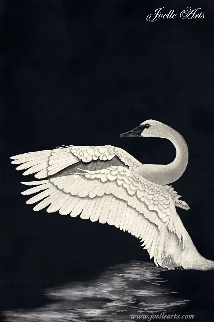 Wildlife_Swan.jpg