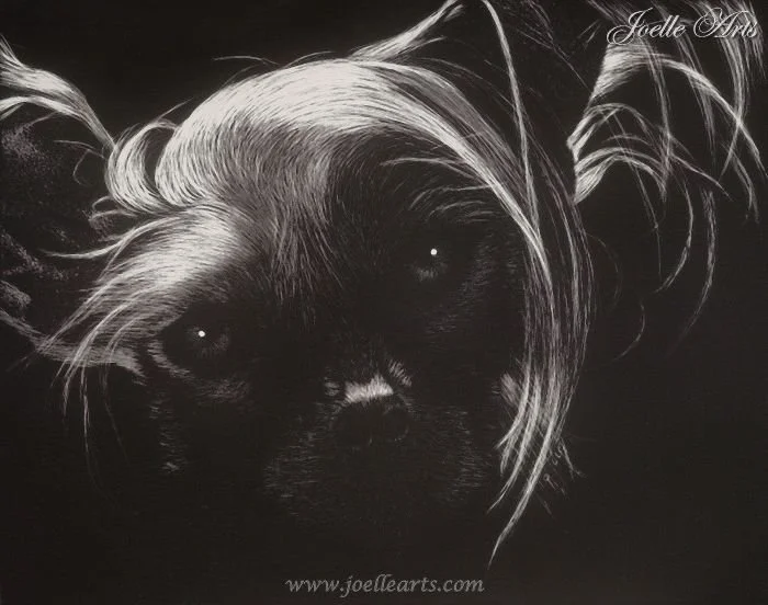 Dogs_Sophia-Chinese+Crested_wtrmk.jpg