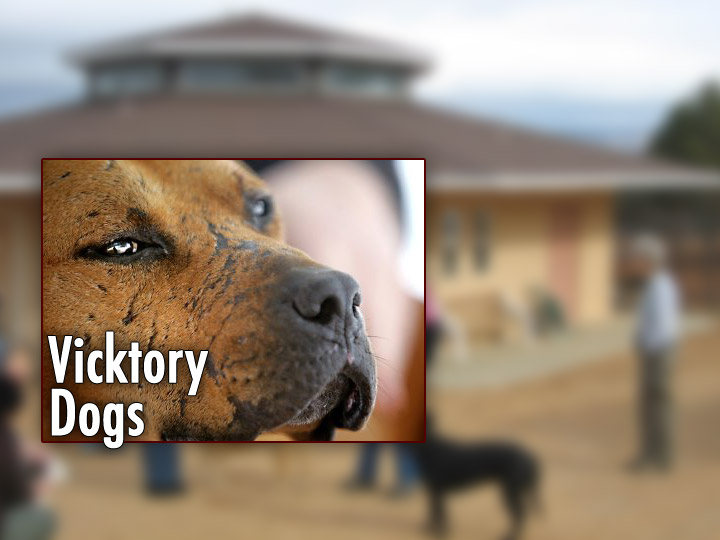 vicktorydogs-plasma.jpg