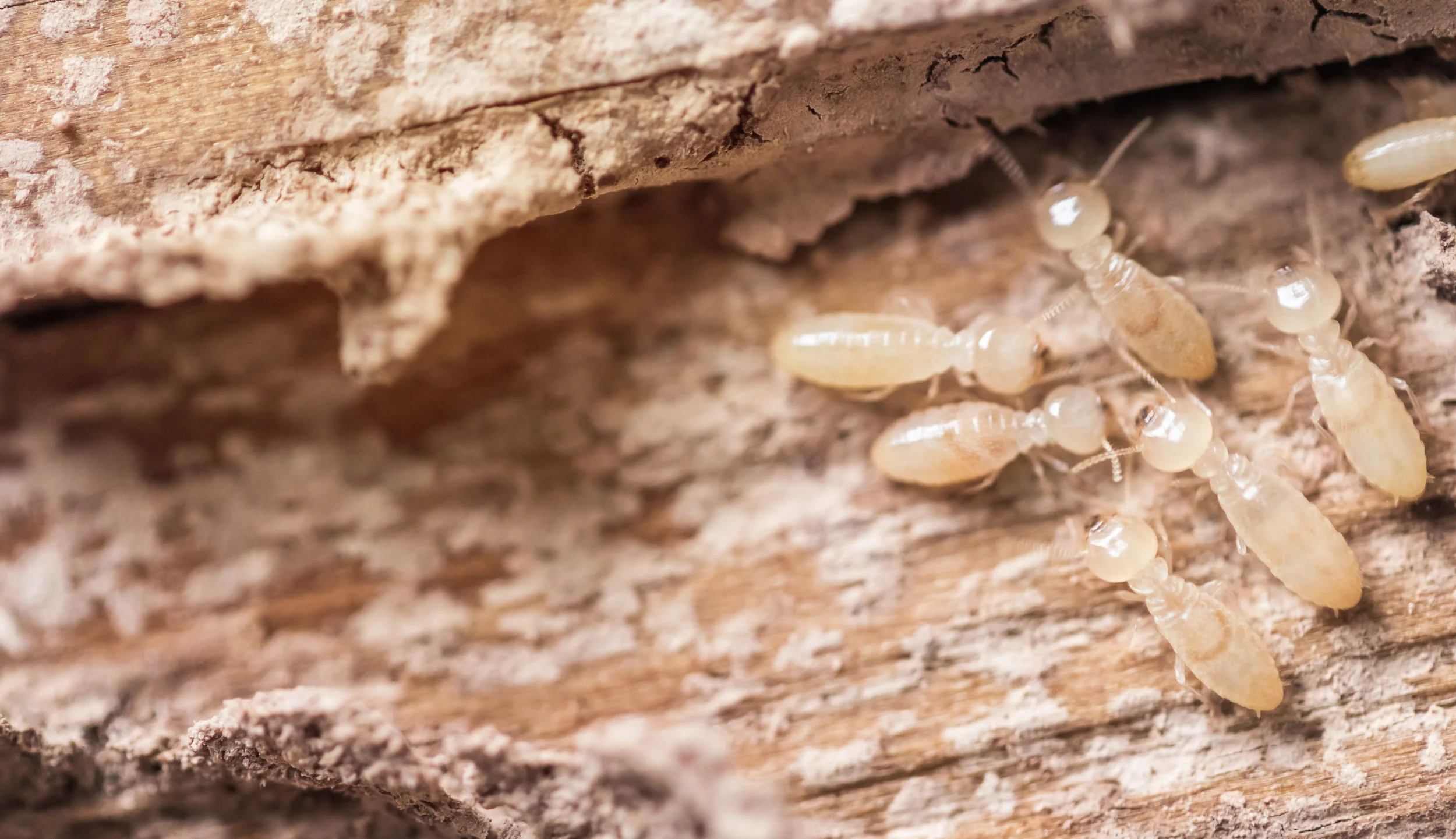 termites.jpg