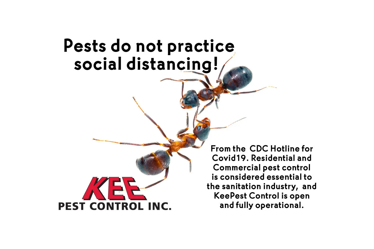 Kee Pest Control