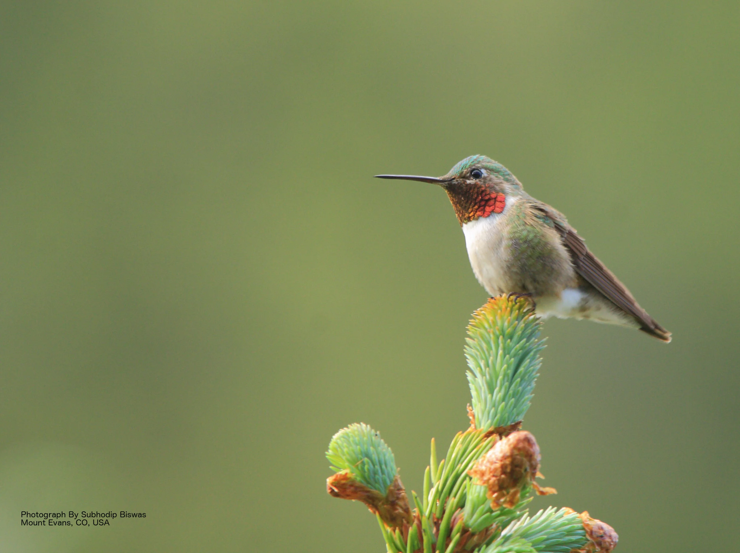 stock-photo-broad-tailed-hummingbird-76062783.jpg