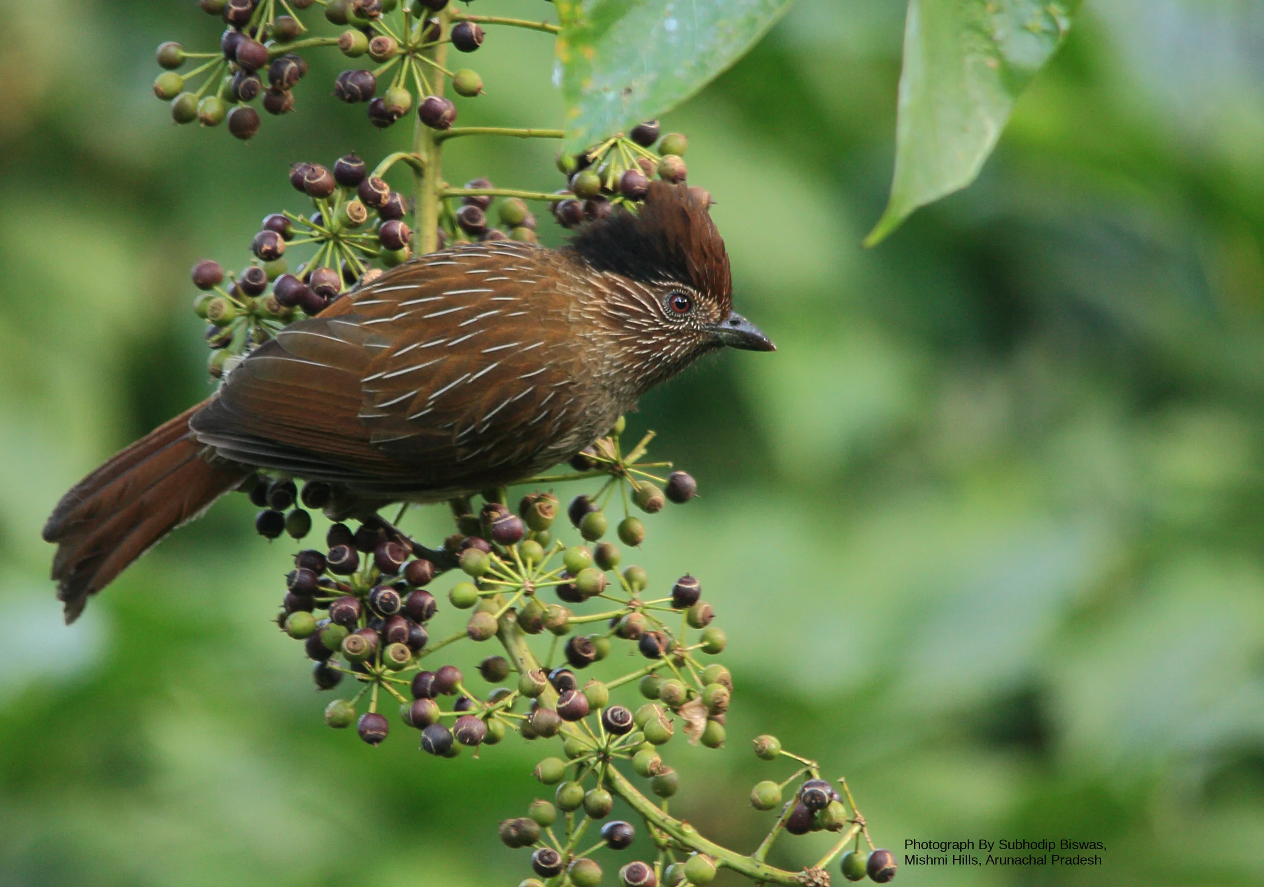 stock-photo-striated-launghing-thrush-56448188.jpg