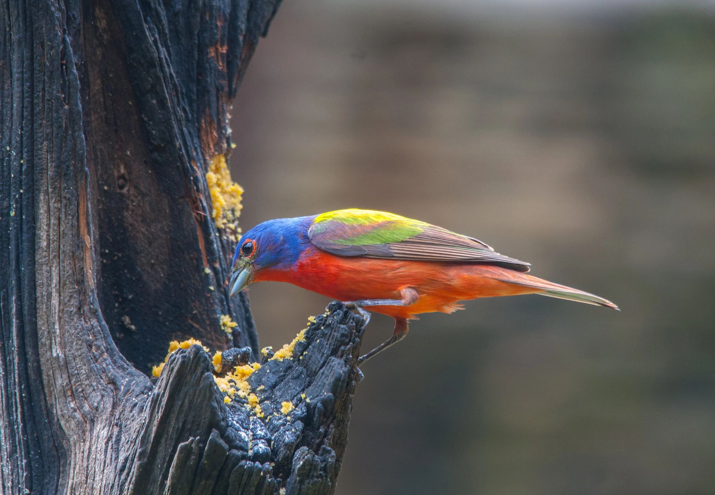 stock-photo-painted-bunting-155230741.jpg