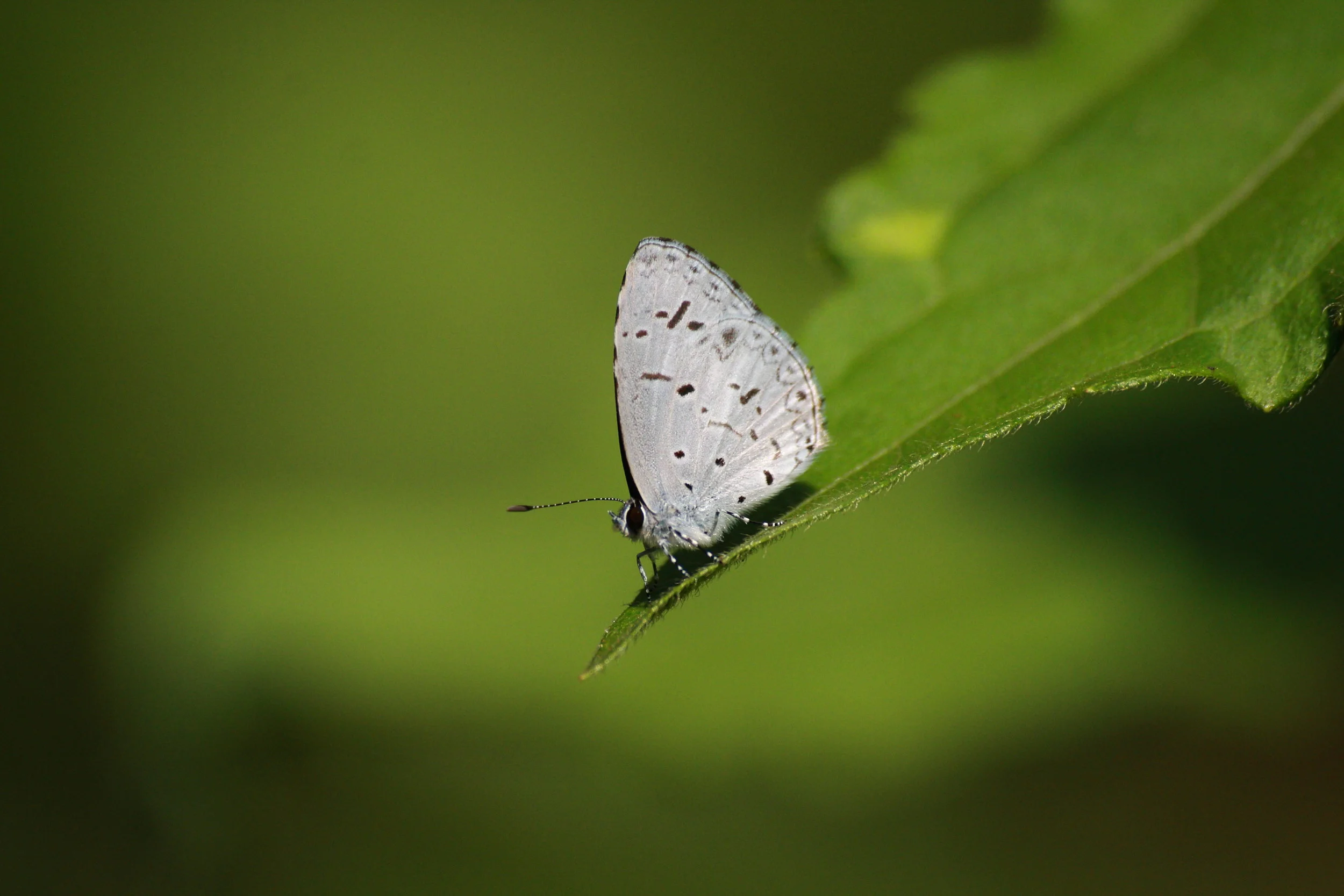stock-photo-common-pierrot-3632382.jpg