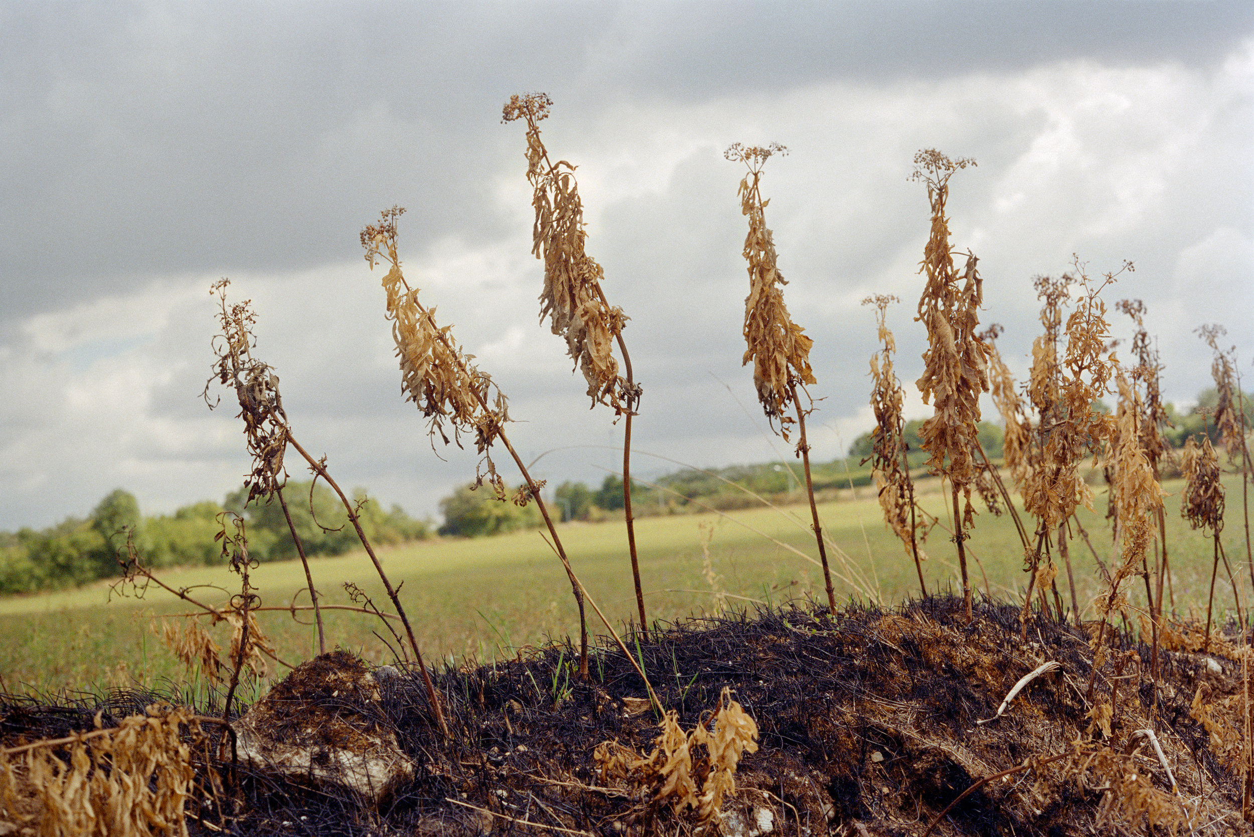 burnt plants.jpg