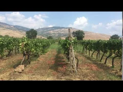 Sicily Grapevines on Etna slopes