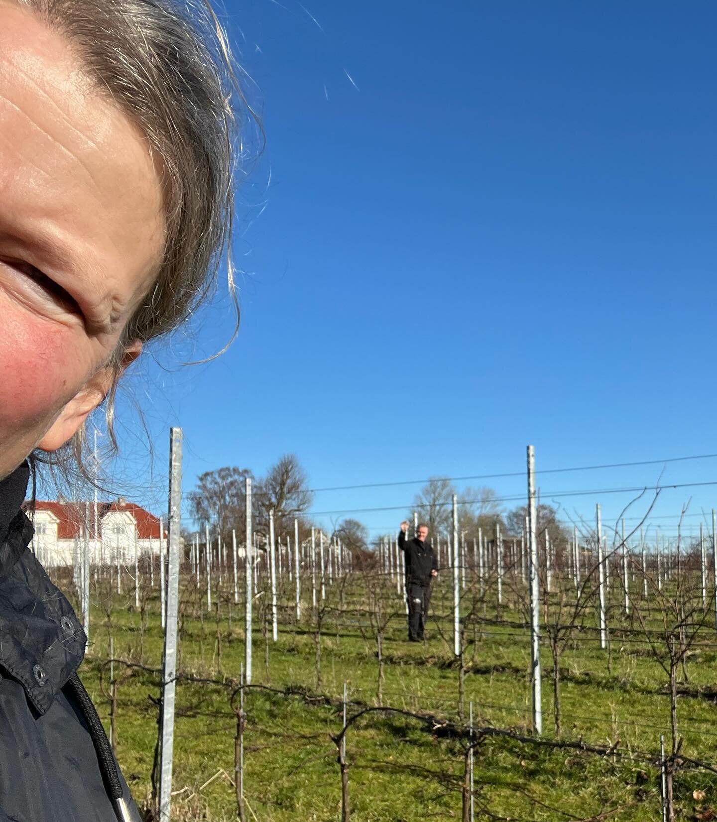 Fantastisk solrig og smuk bl&aring; himmel dag i dag - s&aring; er det en leg at v&aelig;re i marken og vinterbesk&aelig;re stokkene☀️✂️🍇 #gillelejewine #&oslash;stergaardih&aring;gendrup #gillelejevin #vinterbesk&aelig;ring #pruning #dejligtsolskin