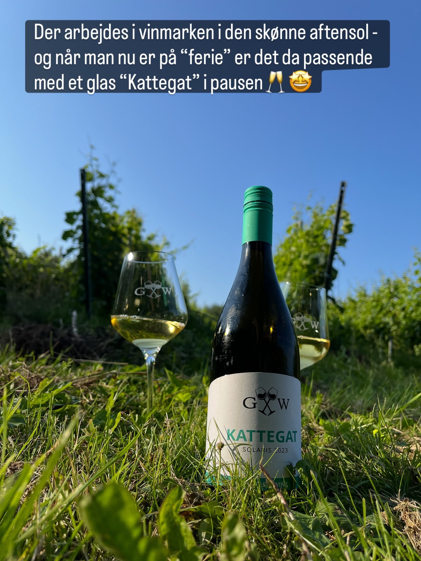 #gillelejewine #gillelejevin #kattegatpåflaske #arbejdearbejde #sommerferieivinmarken