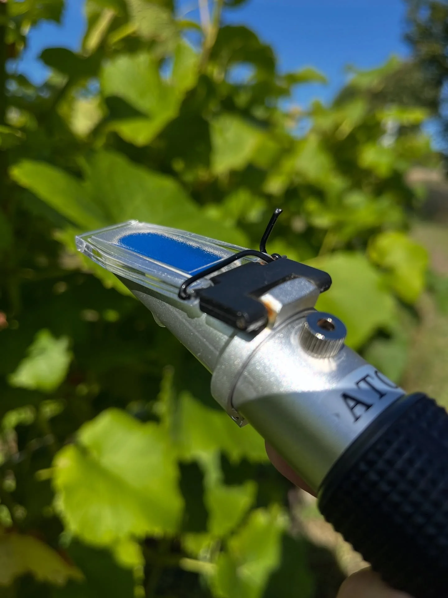 ☀️ S&aring; n&aelig;rmer h&oslash;sten sig med hastige skridt i dette sk&oslash;nne vejr!
 
🍇 Druerne skal h&oslash;stes, n&aring;r de er perfekte, og det er sv&aelig;rt at forudsige, men vi fors&oslash;ger at m&aring;le os frem til det rette tidspu