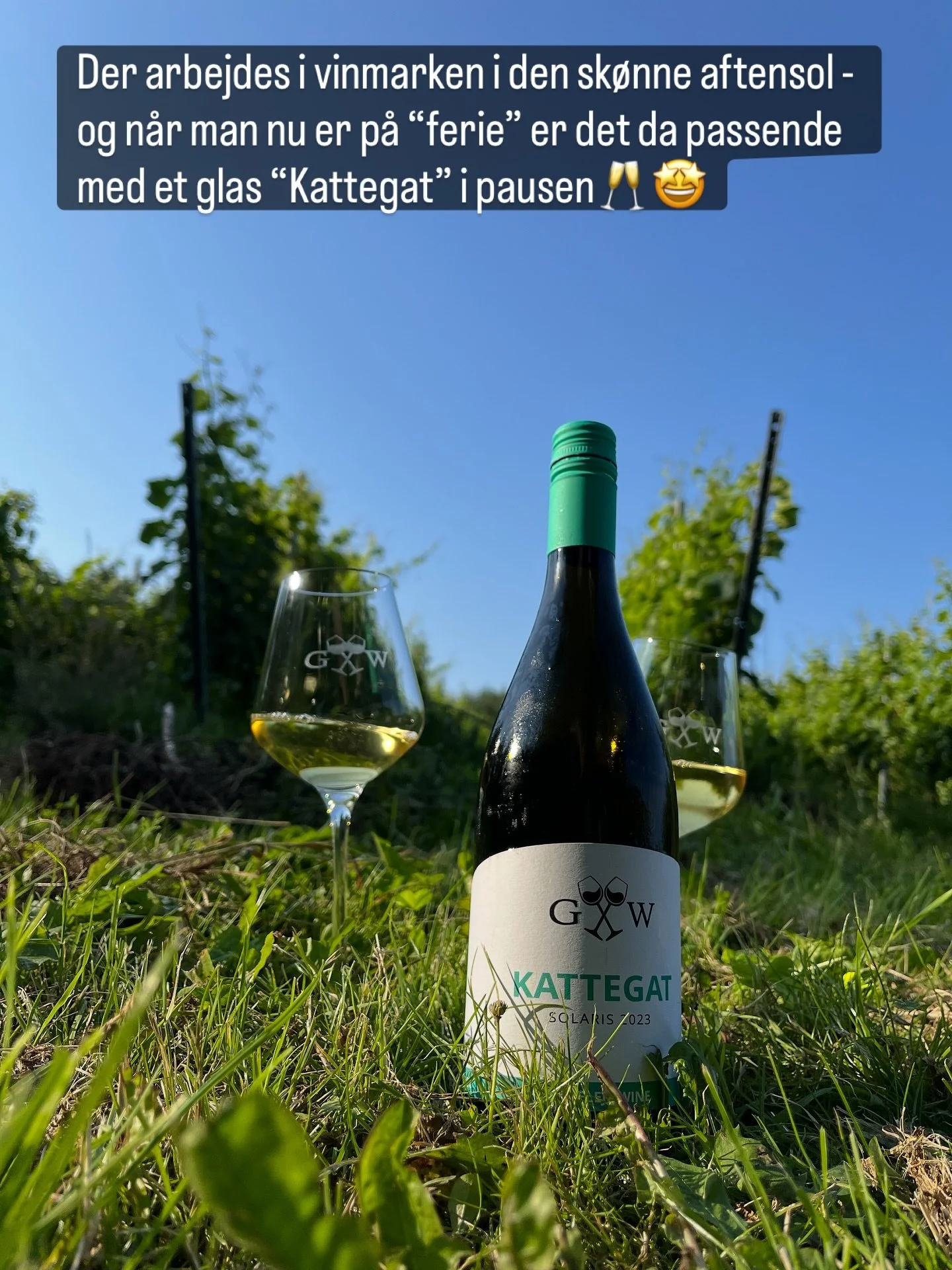 #gillelejewine #gillelejevin #kattegatp&aring;flaske #arbejdearbejde #sommerferieivinmarken