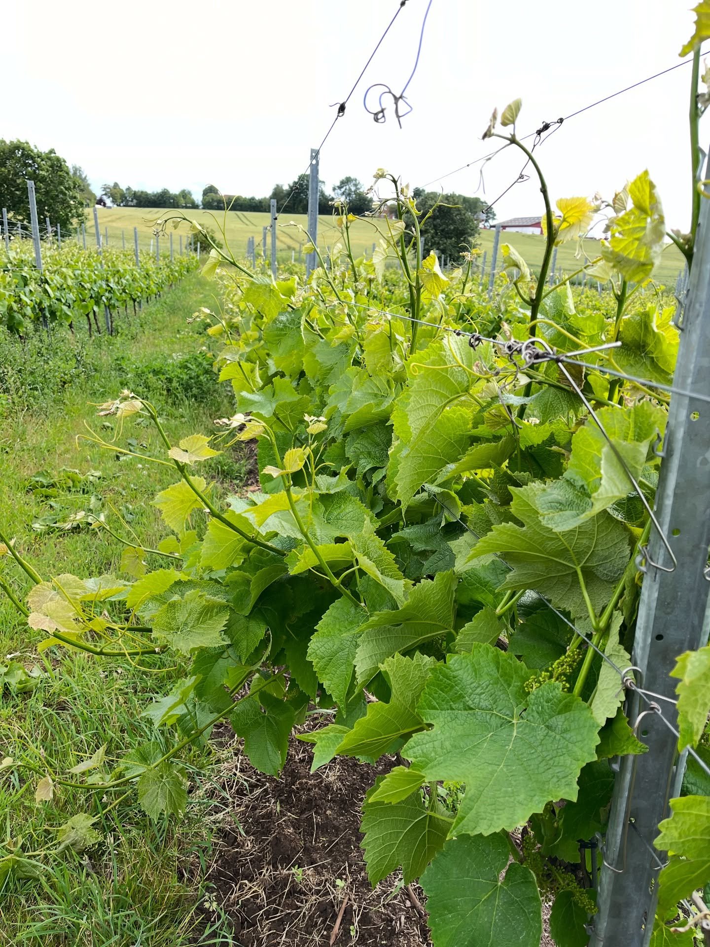 Vinden i de sidste par uger har v&aelig;ret h&aring;rde ved stokkene, s&aring; vi knokler p&aring; livet l&oslash;s med at f&aring; grenene ind i espalieret for at undg&aring; flere kn&aelig;kkede grene🪾🙏🏻#gillelejewine #gillelejevin #&oslash;ster