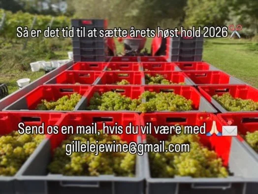 Alt afh&aelig;nger stadig af vind og vejr - men vi planl&aelig;gger at h&oslash;ste vores Solaris mark i weekenden d. 26-27/9✂️☀️🥂 S&aring; har du tid og lyst til at v&aelig;re med en af dagene, s&aring; send os en mail p&aring; 📩 gillelejewine@gma