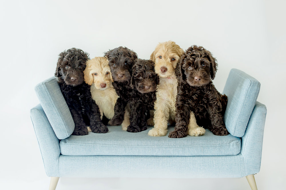 Trinity Doodles - Australian Labradoodle Puppies For In Florida