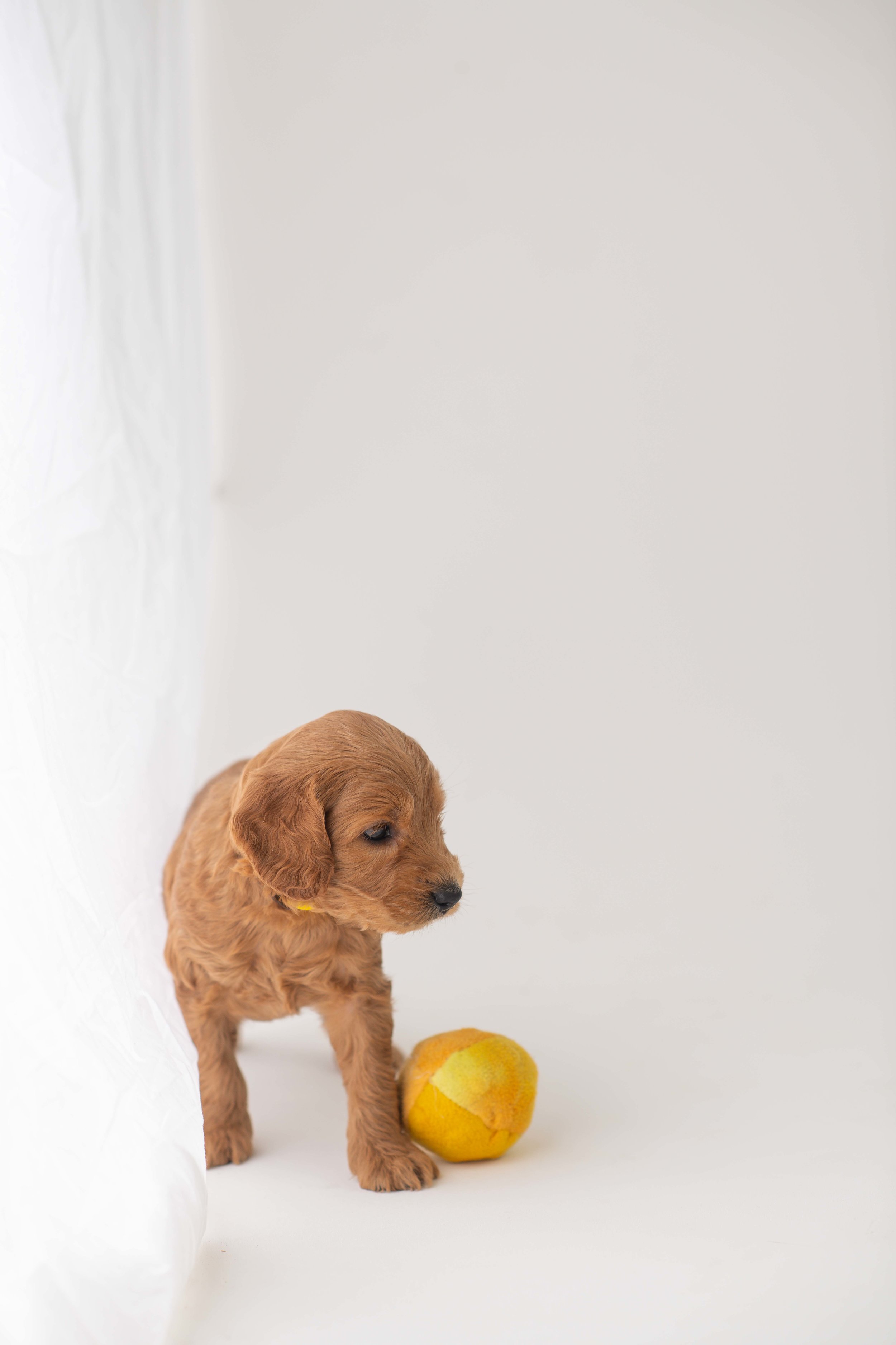 Brown-6.jpg