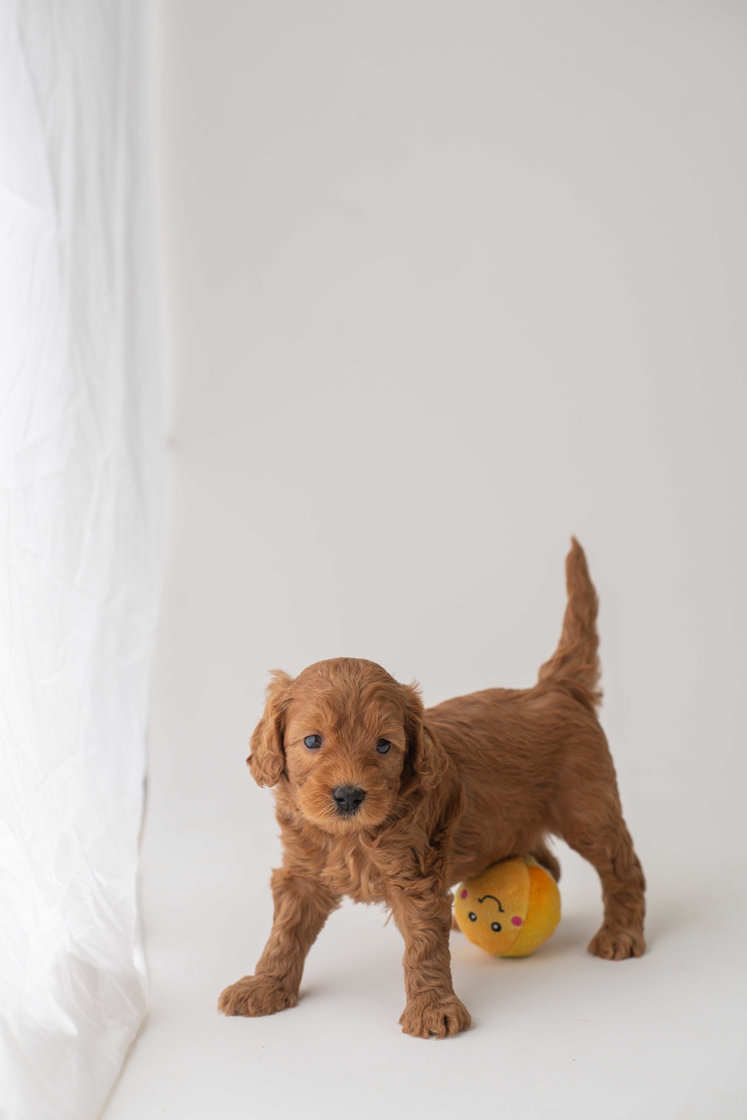 Olive-6.jpg