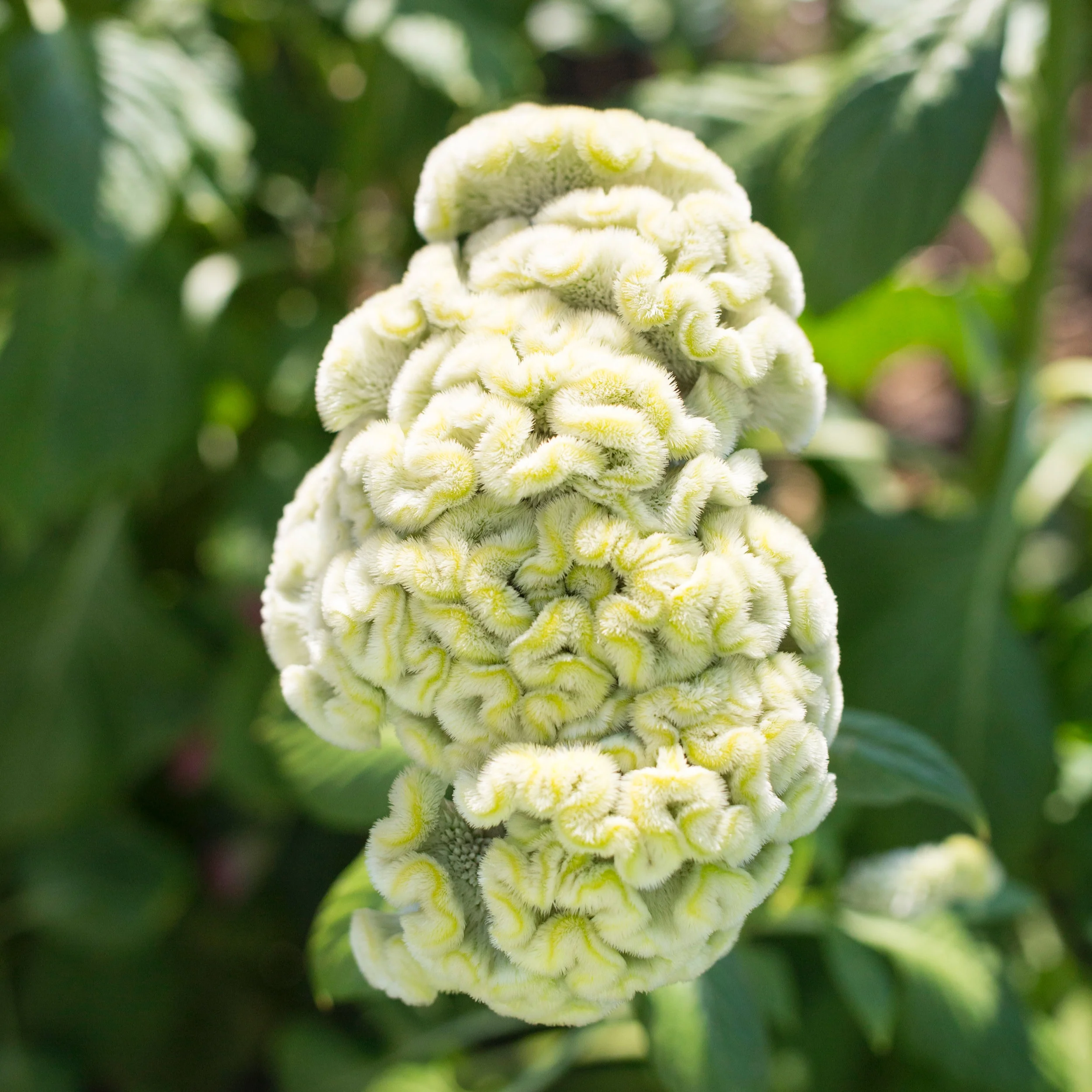 Macro+2.jpg