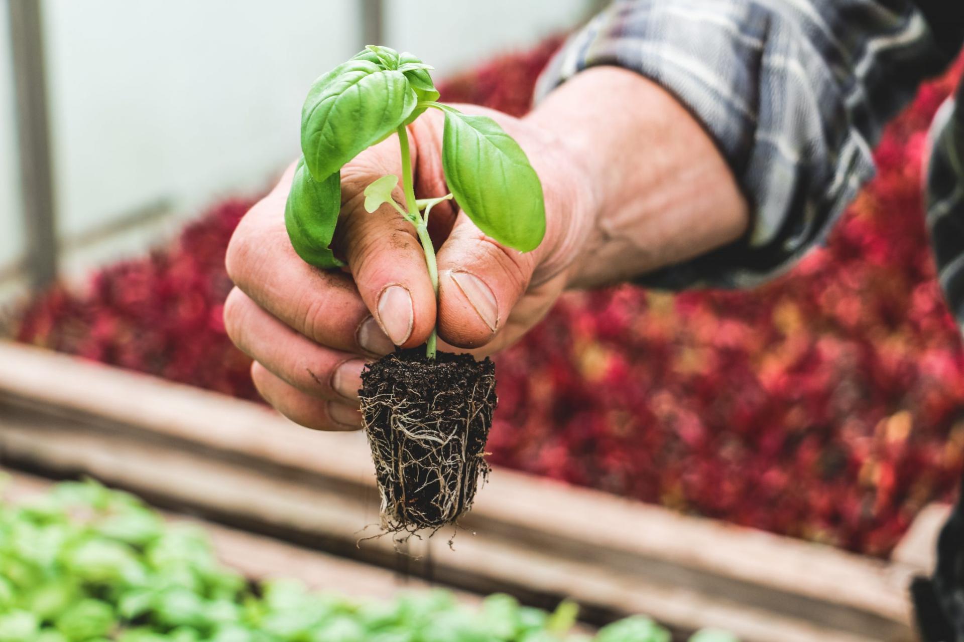 Food from Fife (2023) Tidy Scran in the Neuks of Fife — Continent Hop