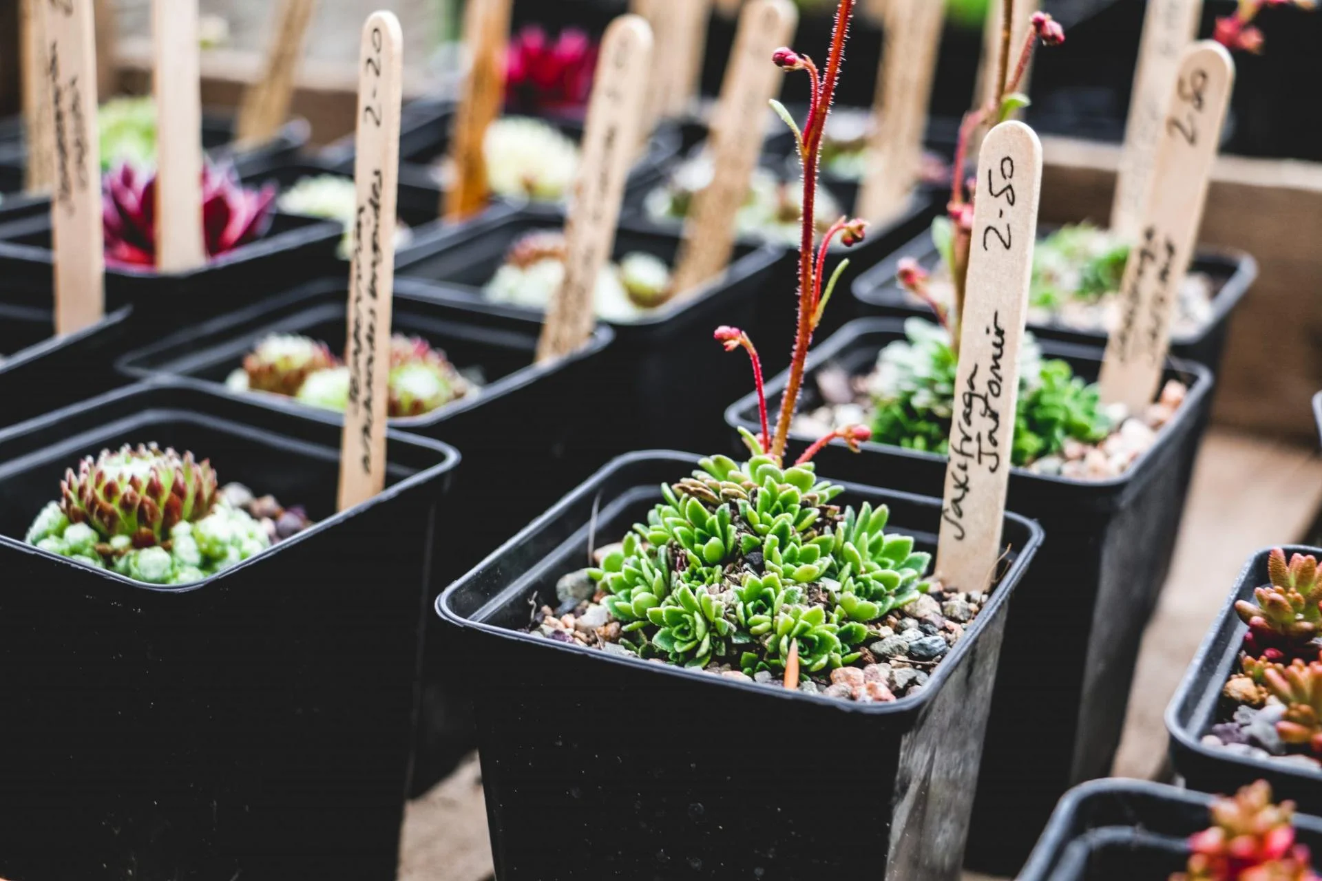 Food from Fife (2023) Tidy Scran in the Neuks of Fife — Continent Hop