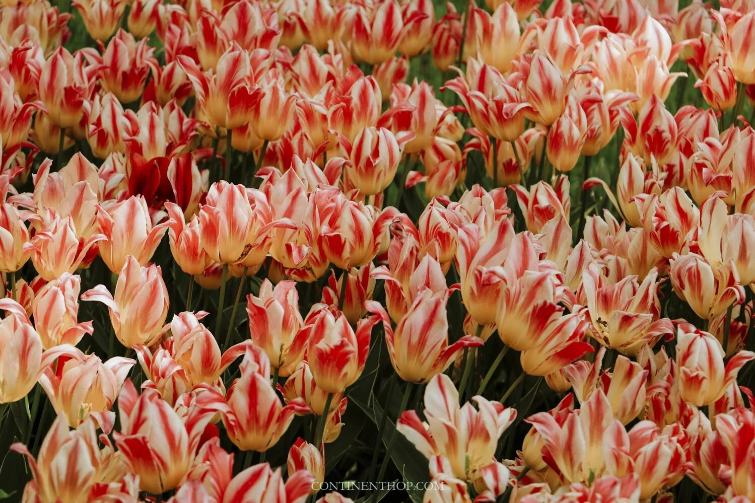 Holland Tulip Festival Keukenhof The Netherlands In Bloom Continent Hop