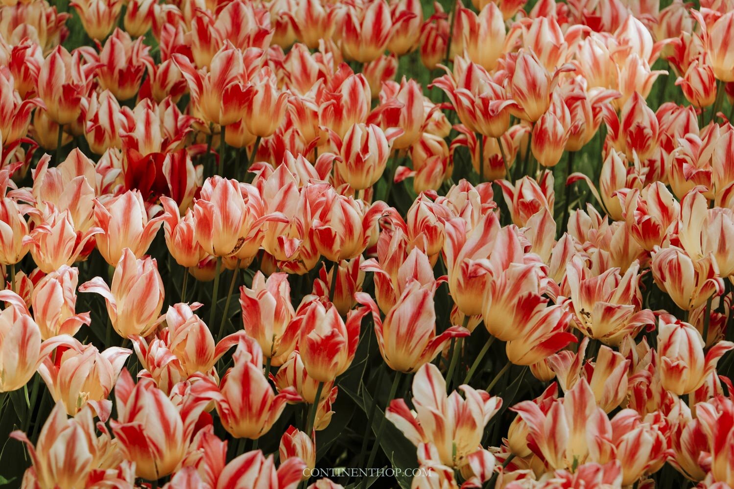 Holland Tulip Festival Keukenhof The Netherlands In Bloom