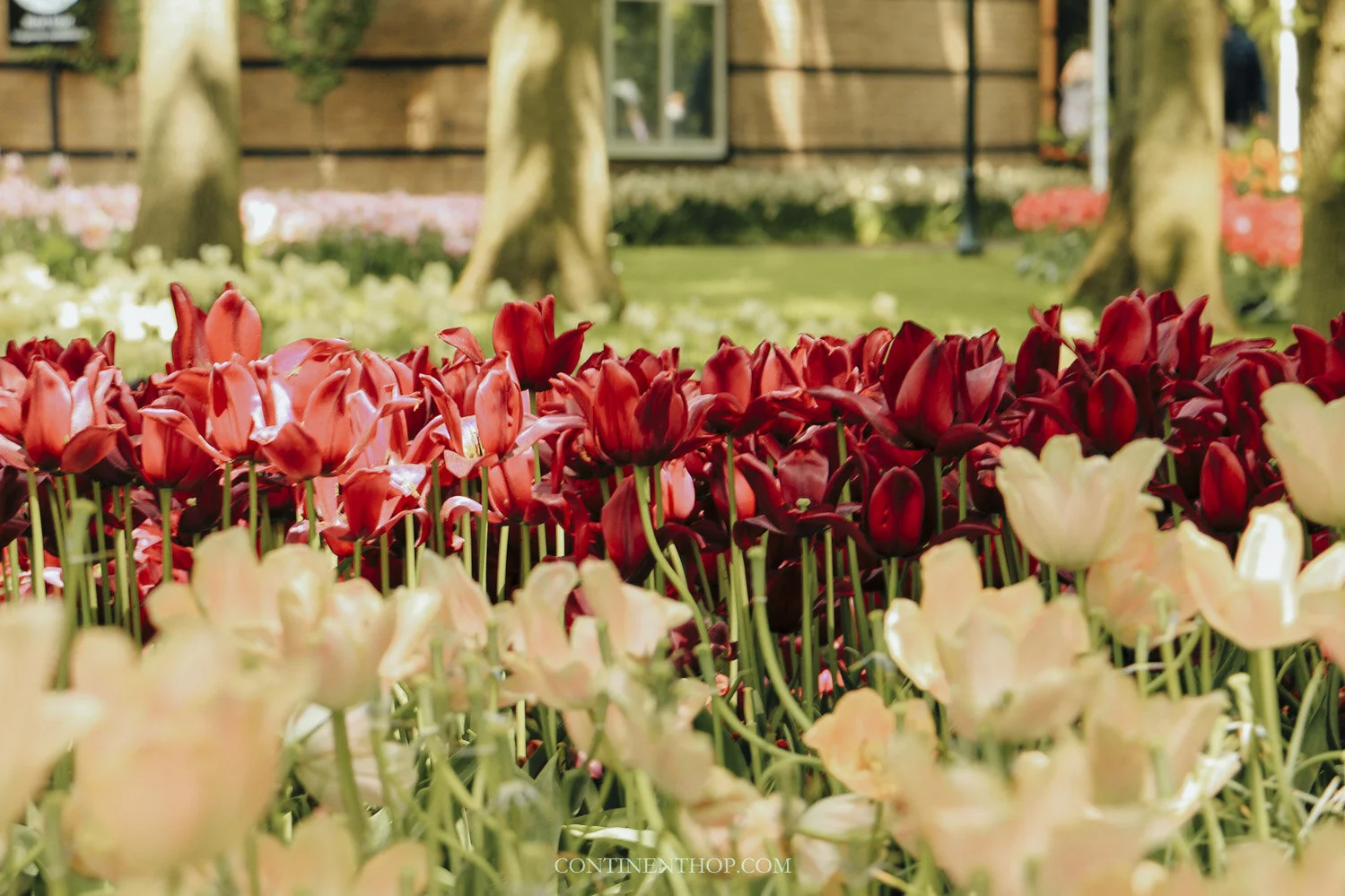 Holland Tulip Festival (& Keukenhof) 2023 - The Netherlands in Bloom Bildidee 