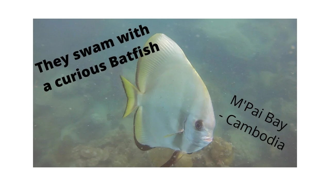 New YouTube: Diving with a Batfish in M'Pai Bay