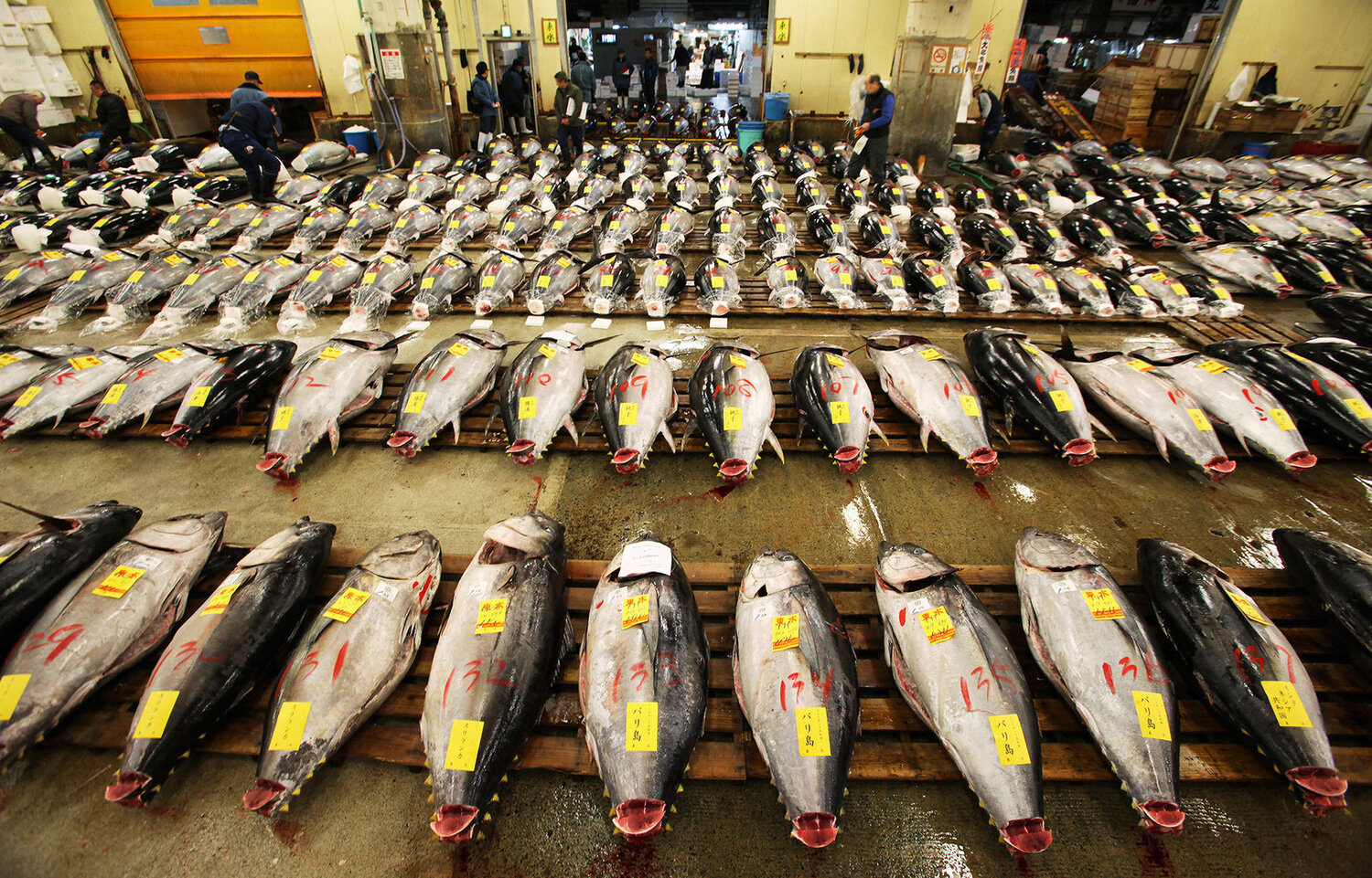 sustainability — BLOG — Tuna Wars
