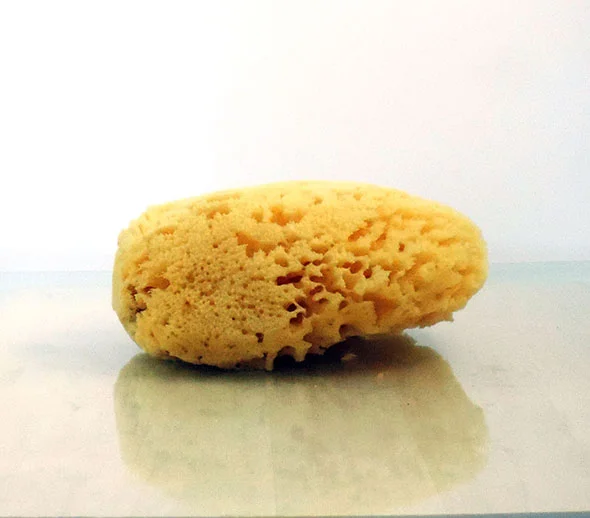 Dead Sea Sponge