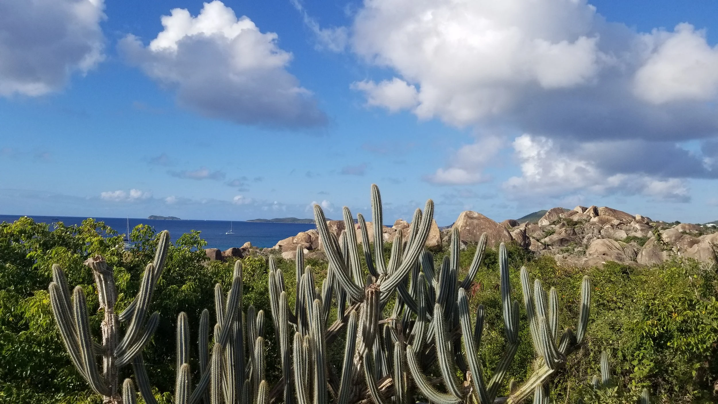 BVIs cactus.jpg