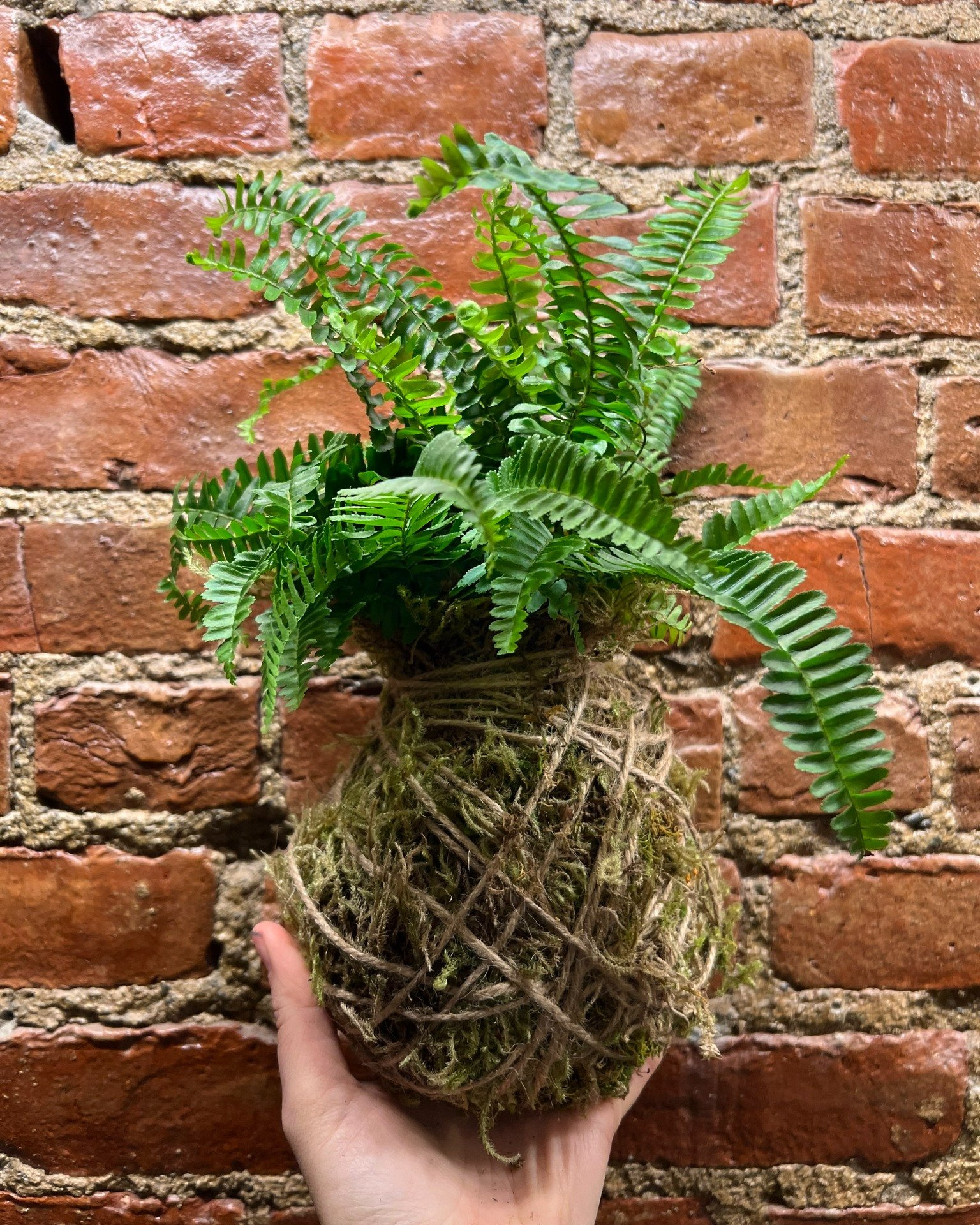 Our next Plant &amp; Sip workshop with The Planter is just a few weeks away! Join Mari here at the brewery and make your own Kokedama to take home. Kokedama is the Japanese art of growing plants in a moss-covered ball of soil. Grab your tickets at wo