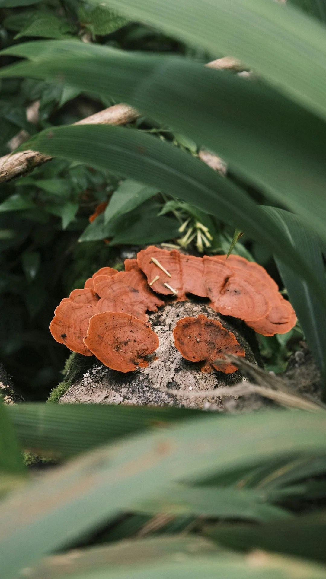 Reishi mushroom: known as the &ldquo;queen of mushrooms,&rdquo; it helps with stress management, sleep, and immune support.

Ever sipped a reishi tea before bed or added it to your coffee? Did you feel a difference? Share your thoughts below! #reishi
