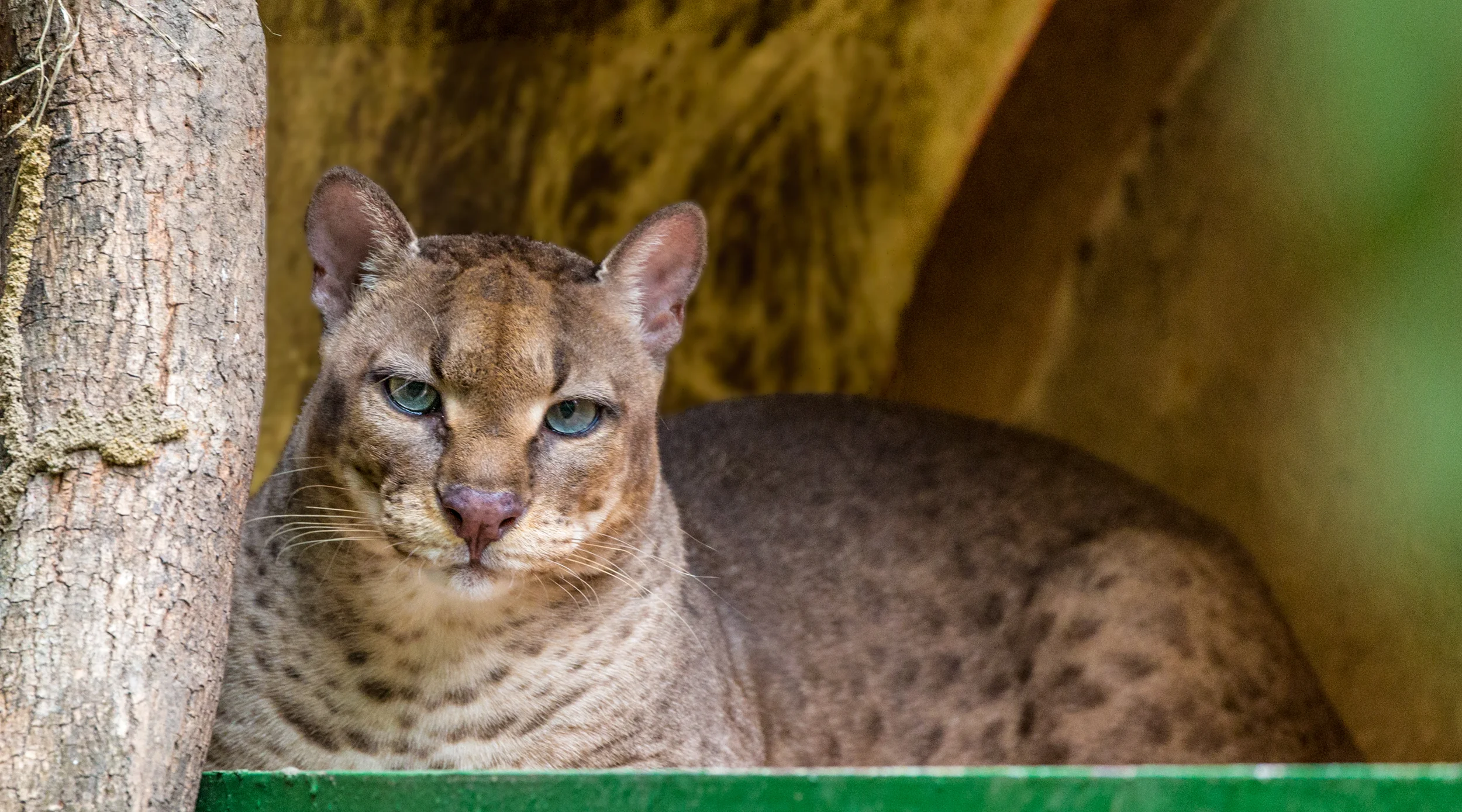 Wild Cats African Golden Cat Habitat African Wild Cat Facts Outlet