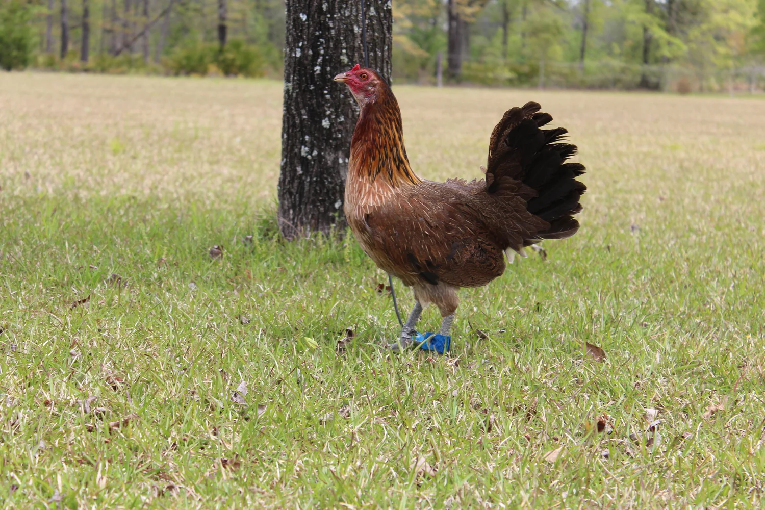 Game Fowl Farms Near Me / Greenfire Farms Brown Red Game It was a