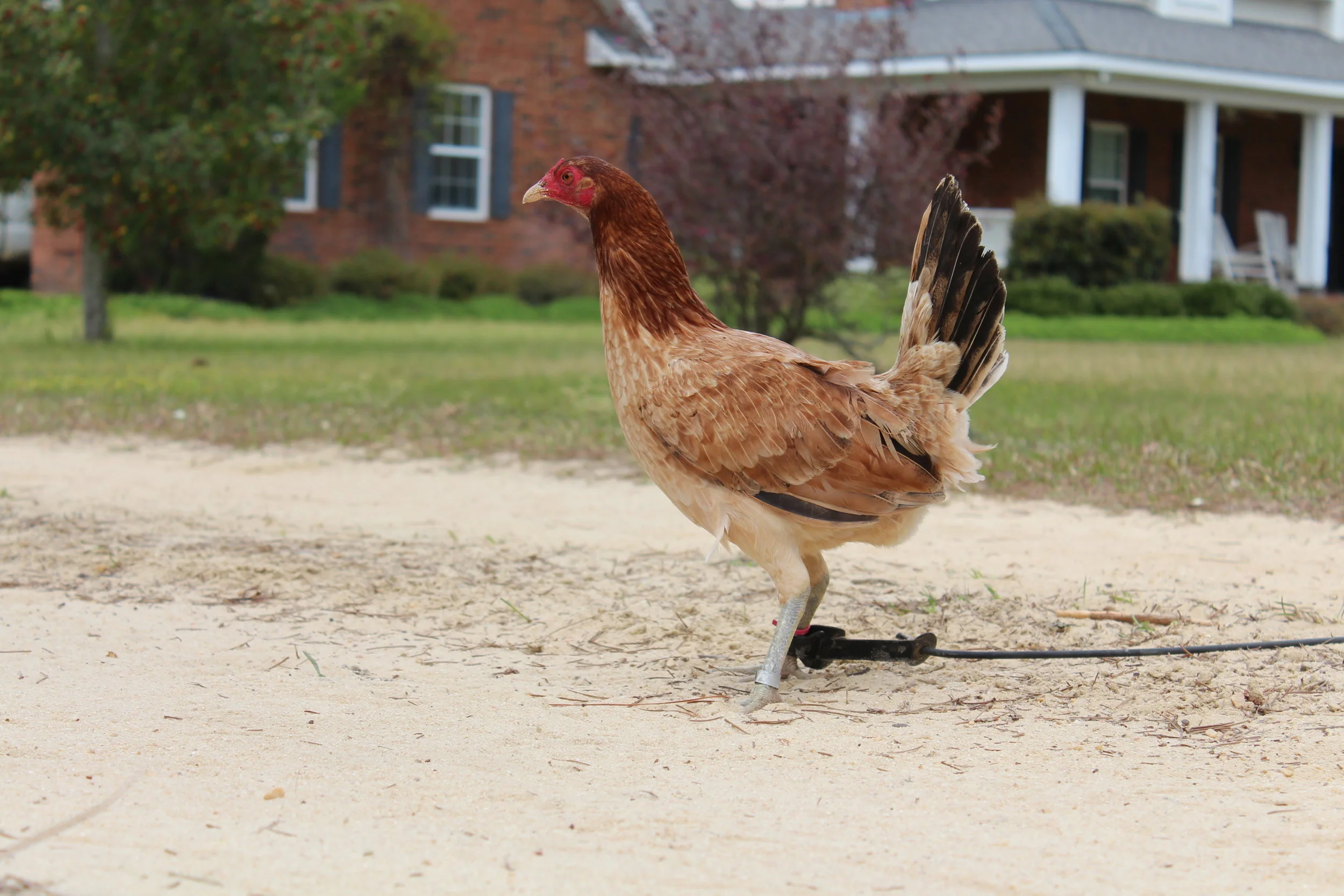 Gilmore hen.JPG