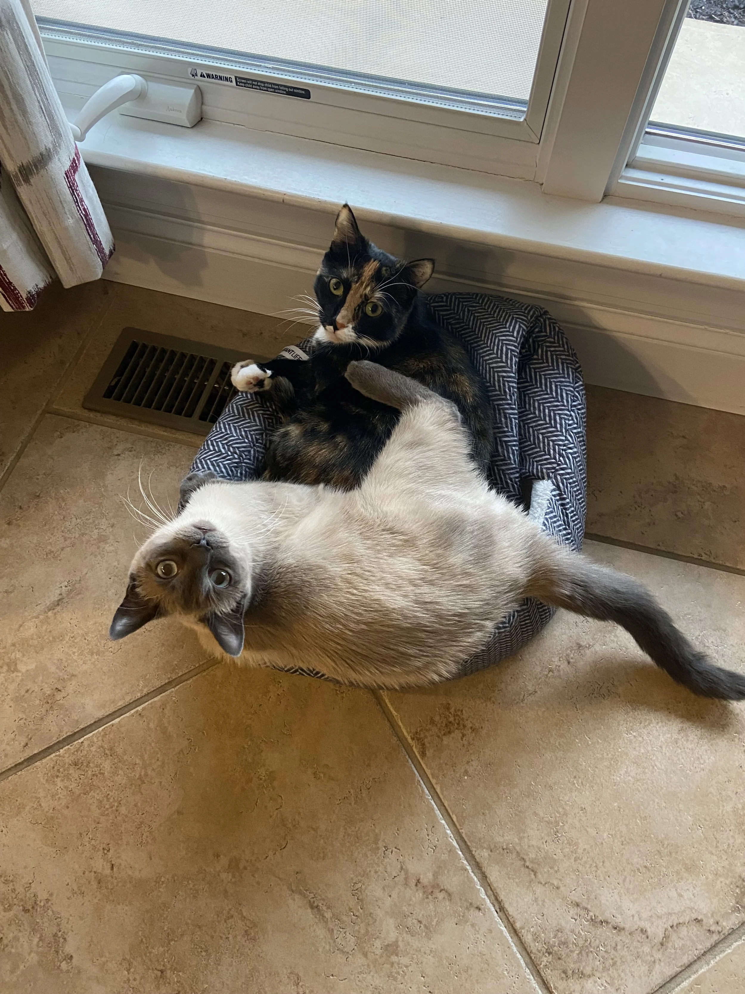 Mittens &amp; Smokey