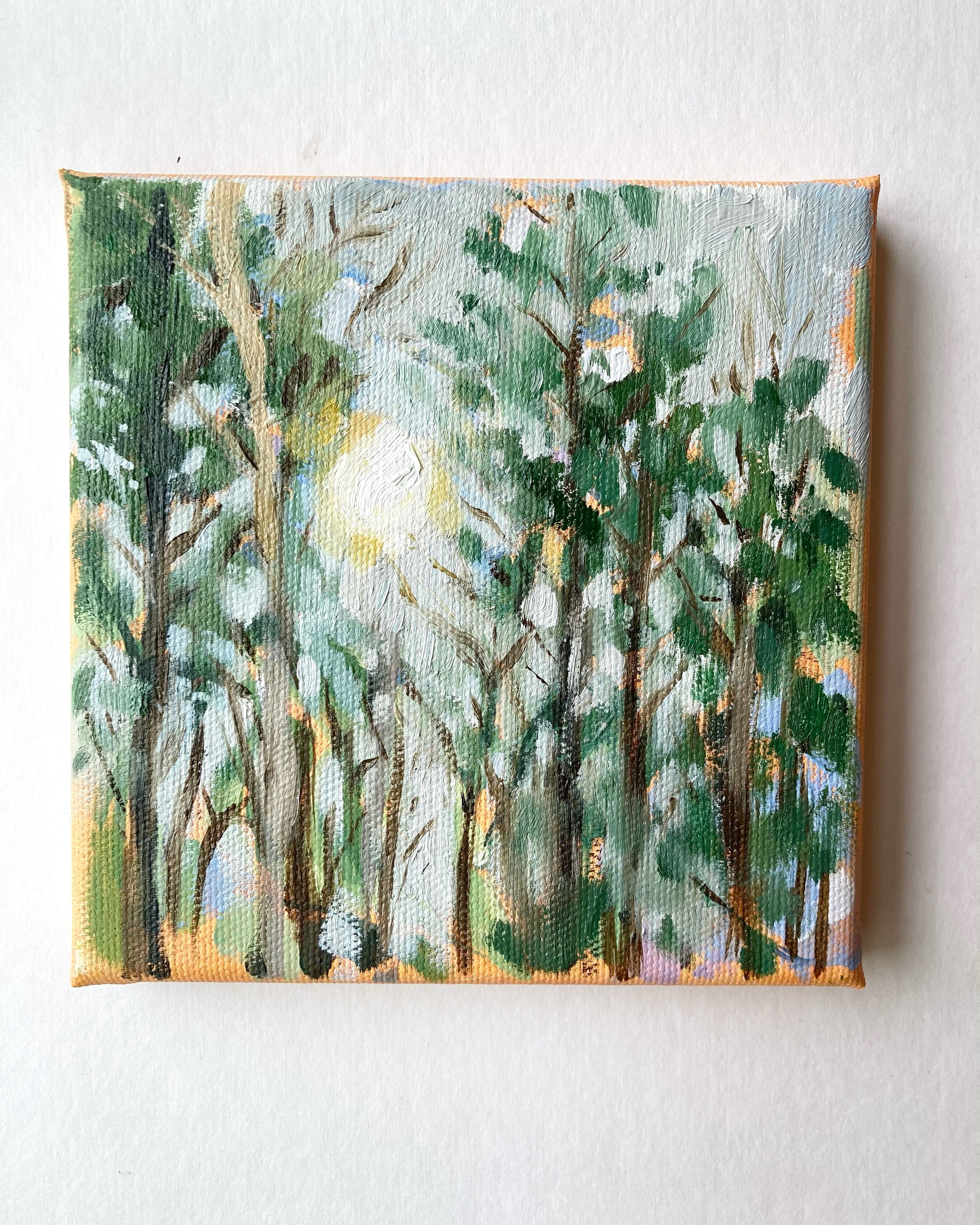 Late Afternoon Pines 5 x 5" Oil on Canvas