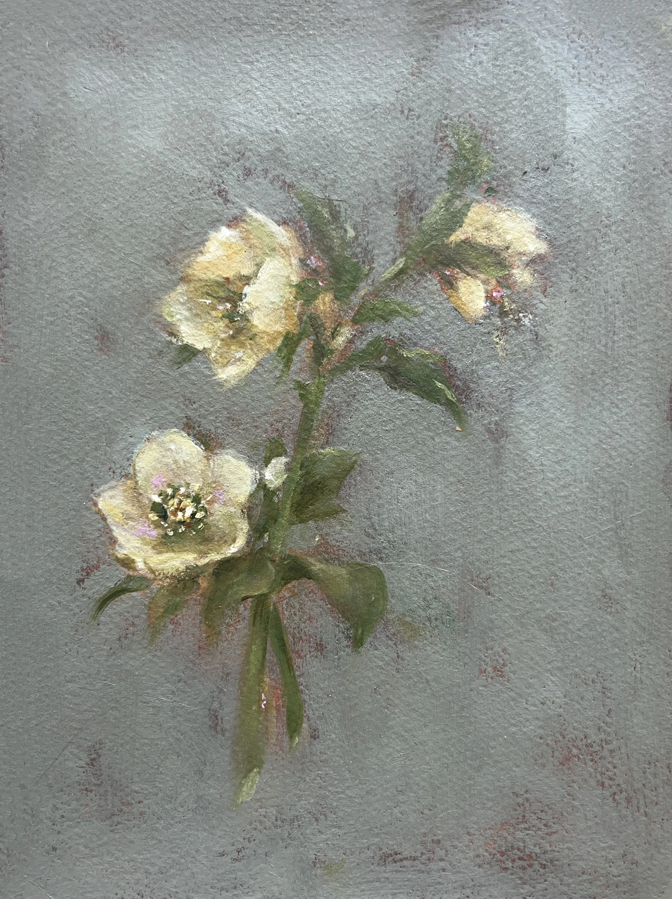 Lenten Roses