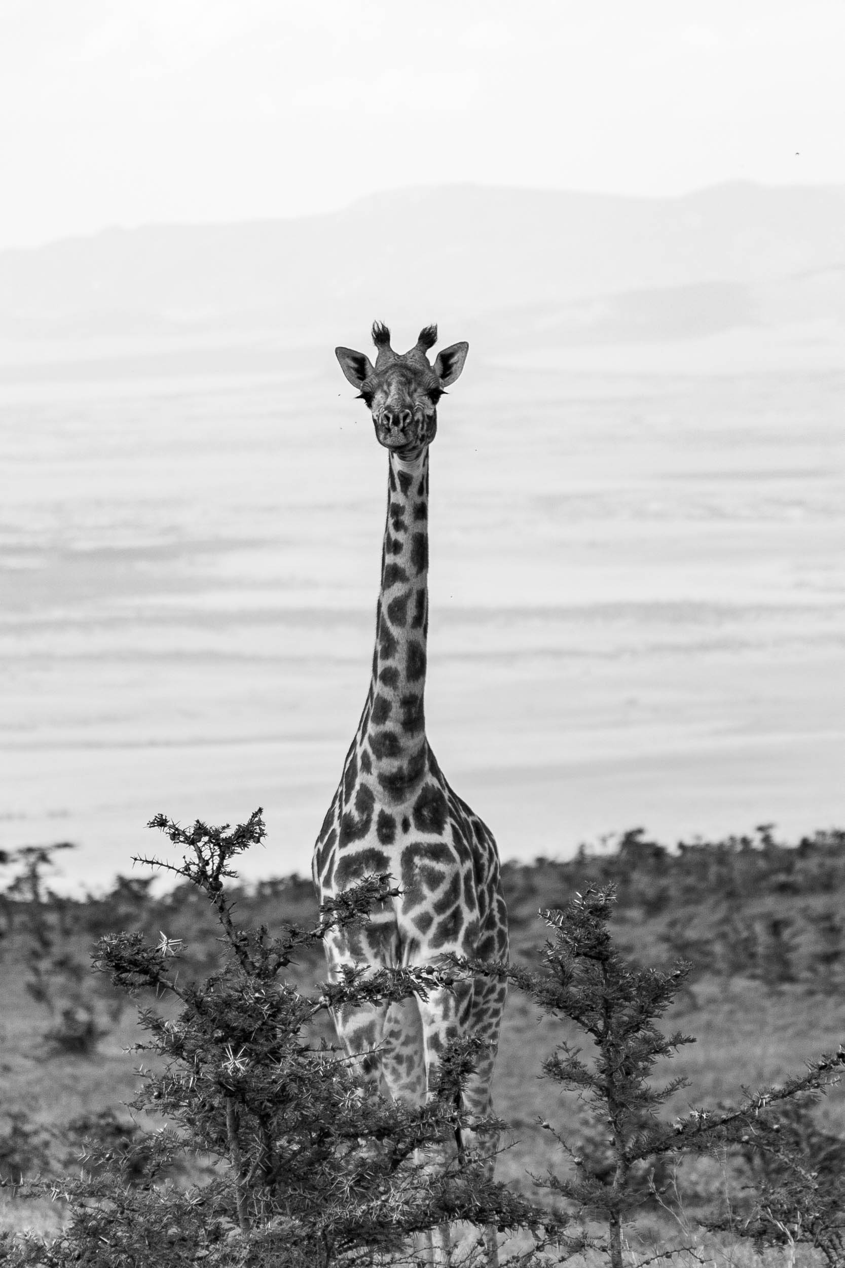 Tanzania-Safari-2010-94.jpg