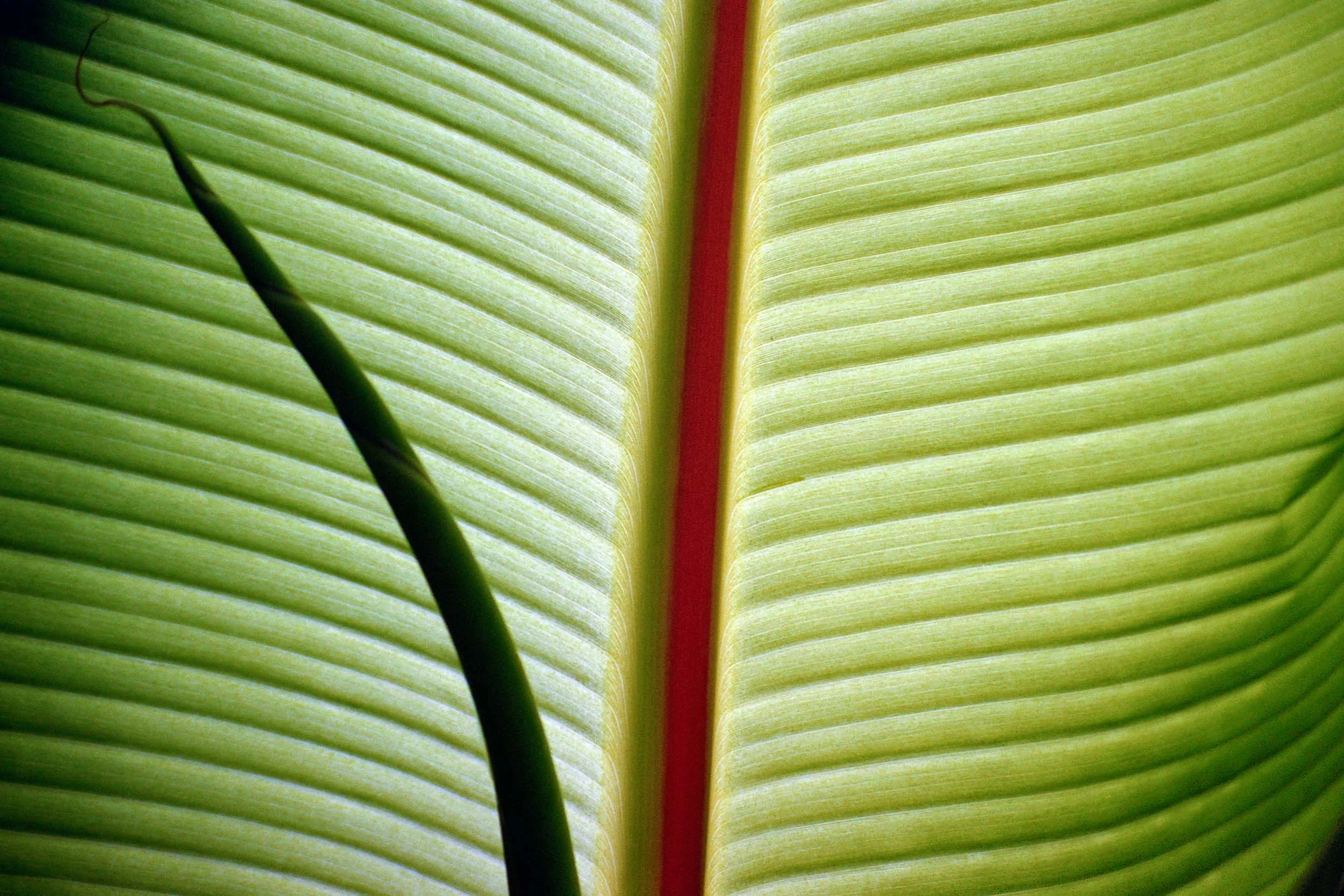 Leaf Detail Santa Barbara, CA 2001